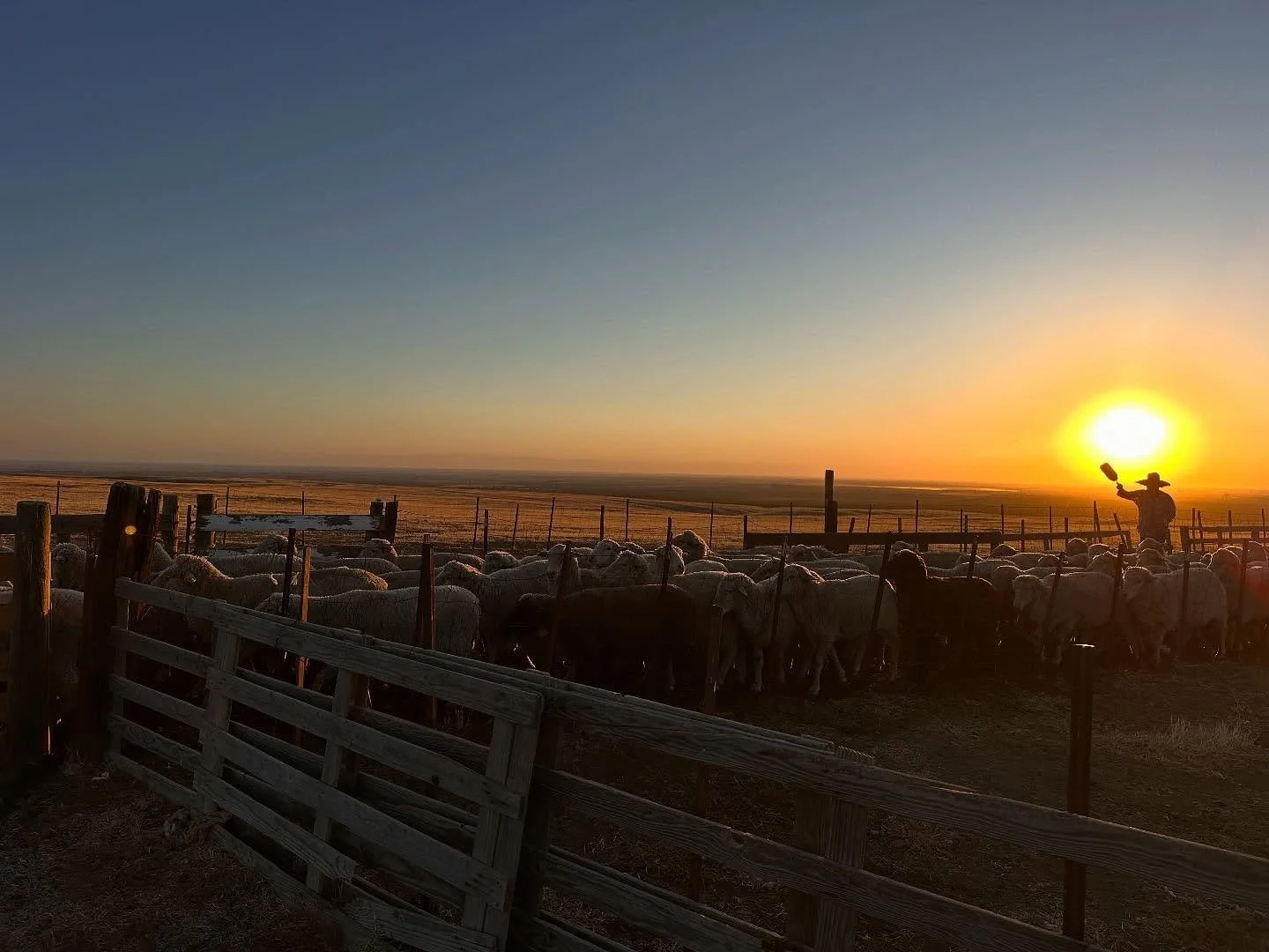 Stomping hooves, dust, baah&rsquo;s, rattles. 
Sunrise in my favorite sheep corrals.