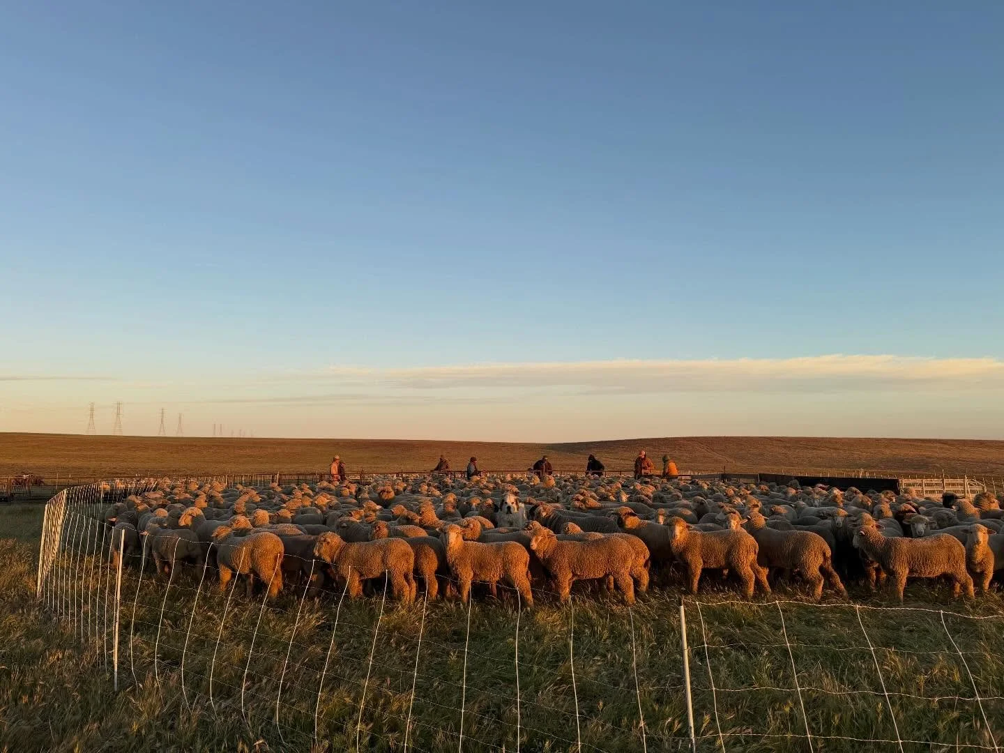 Sorting lambs bright &amp; early. 
All under the watchful eye of their guardian