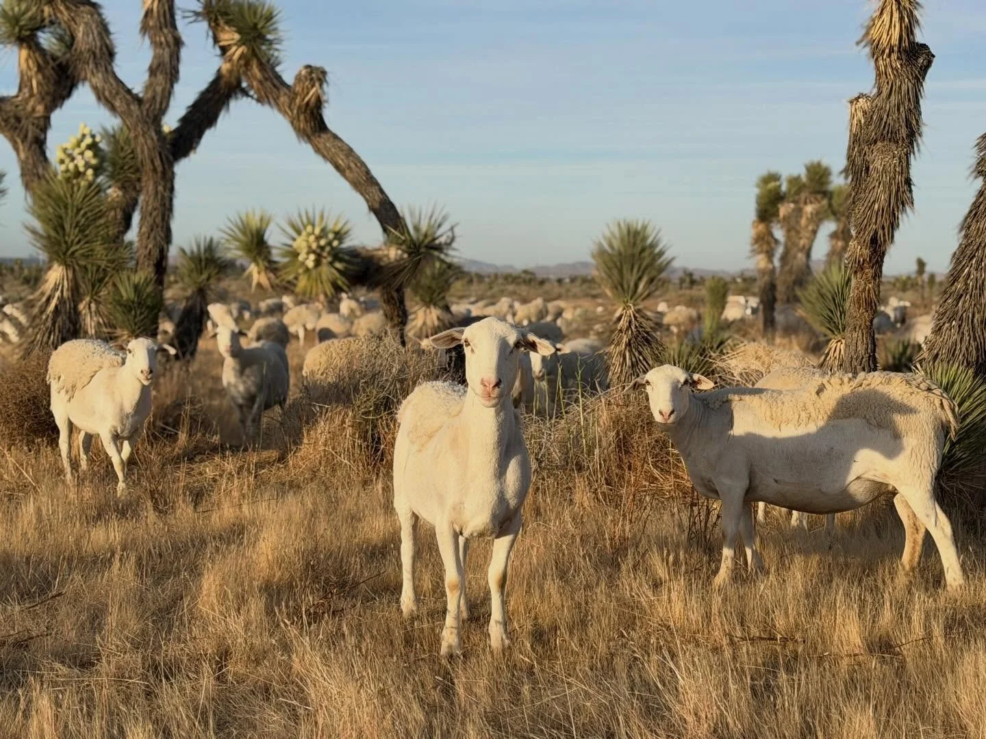 We recently finished an incredibly cool project down in Lancaster with @transition.habitat. We get to work in some seriously beautiful &amp; diverse places! 

#targetedgrazing #sheep #joshuatree #lamb