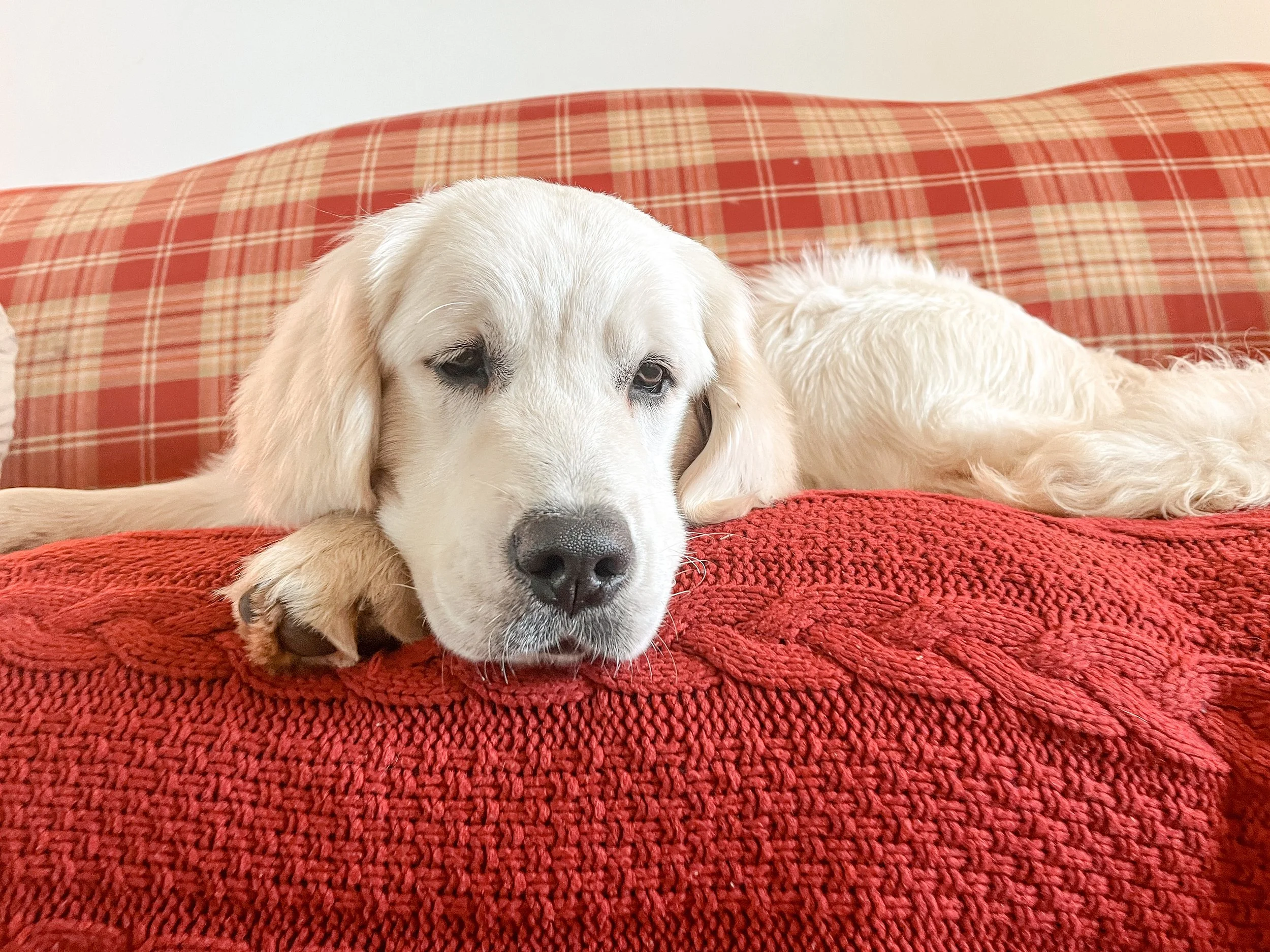 English cream golden retriever laying on a red couch