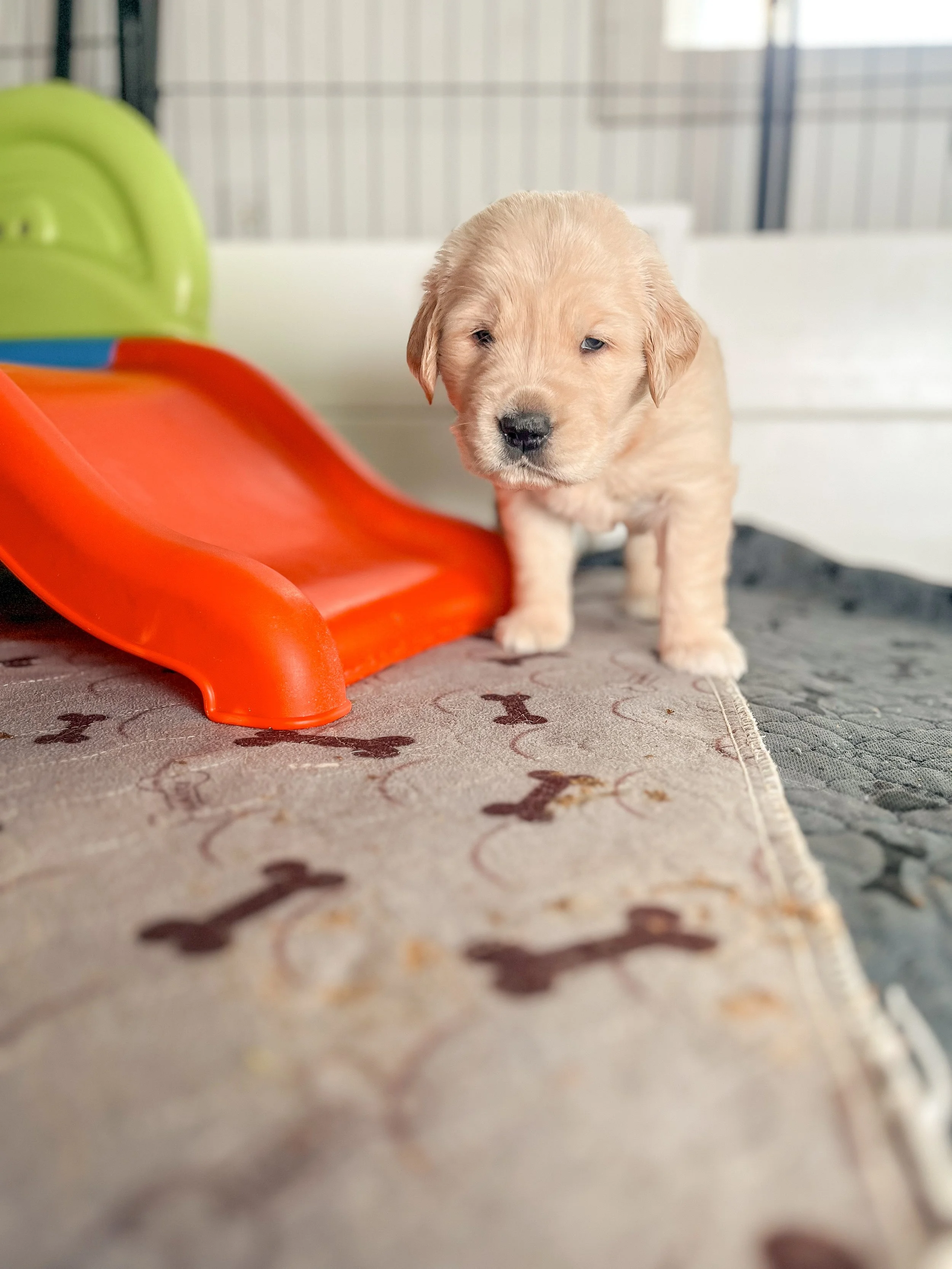 a golden retriever puppy standing to a play slide