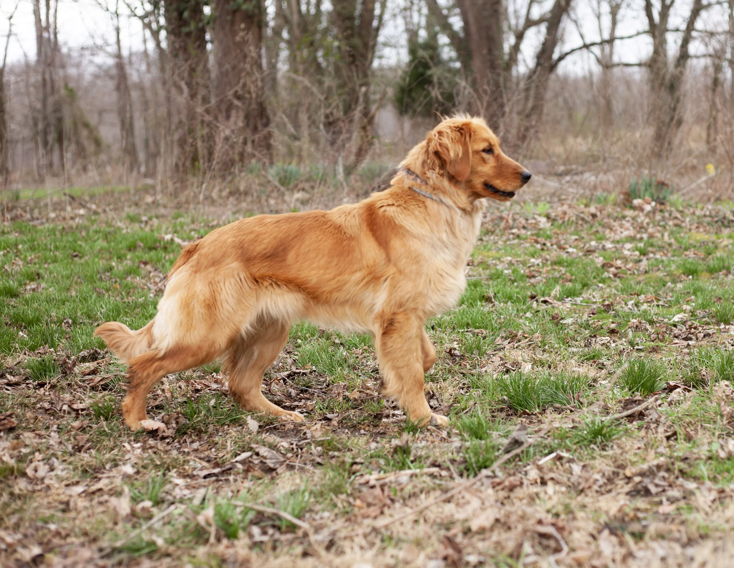 a red golden retriever standing in a field