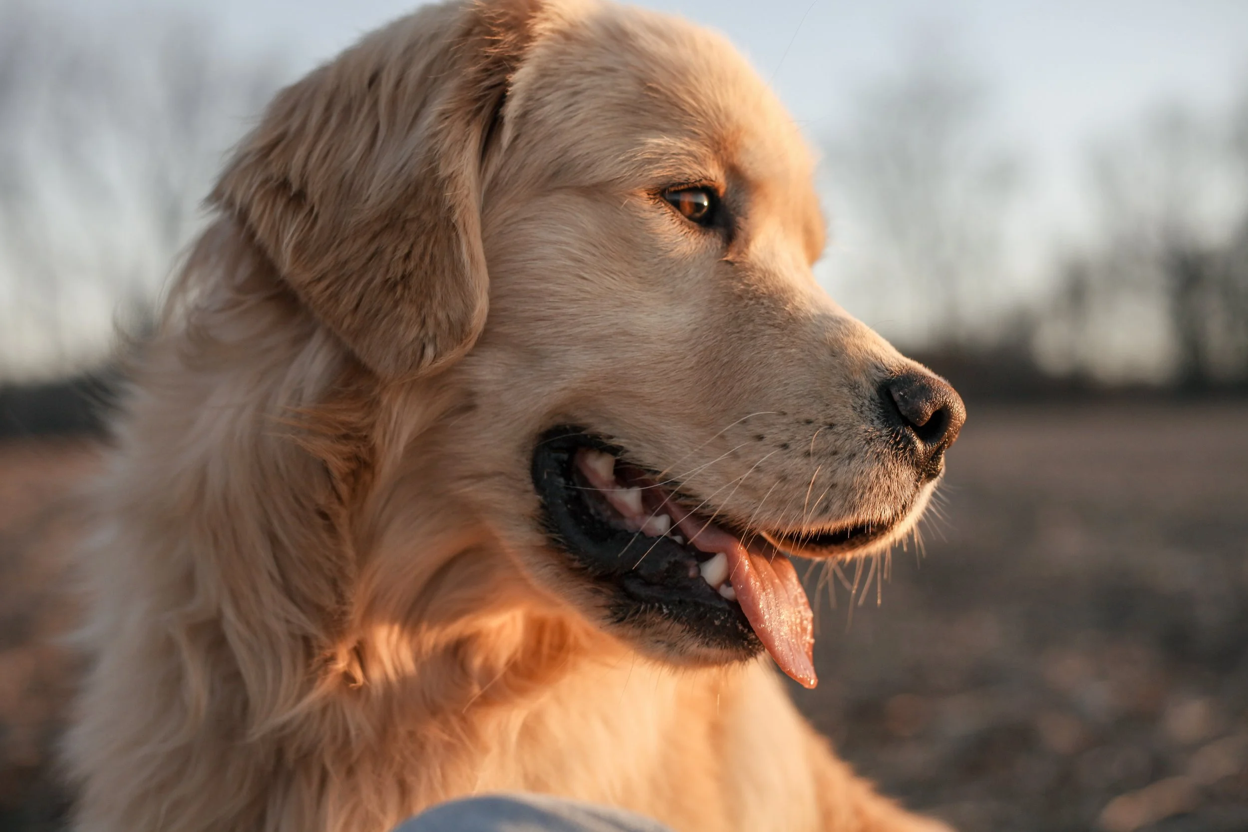 Golden Retriever Temperament: Why They Make the Best Family Dogs