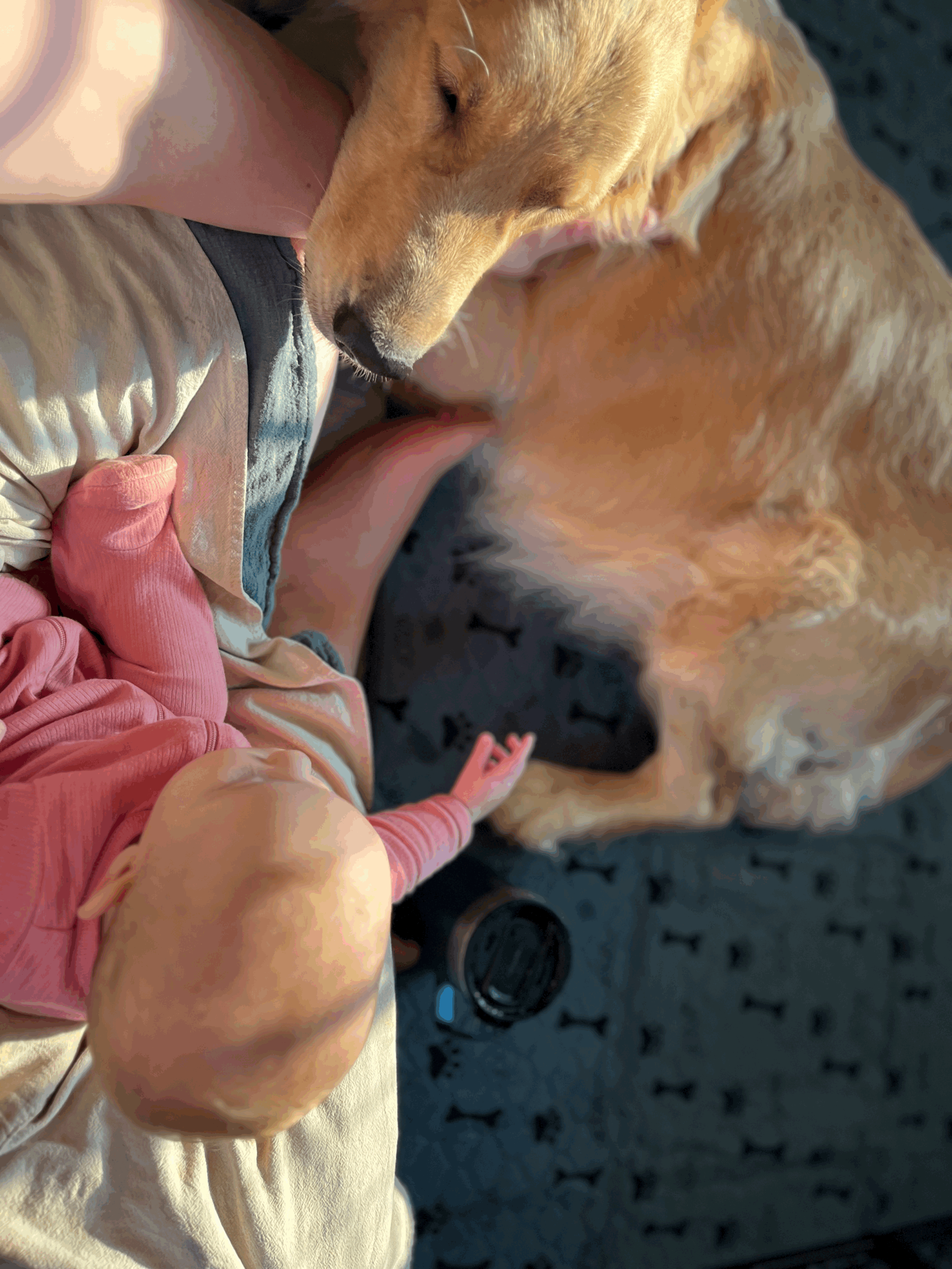 Puppy Prep: Preparing for a New Litter of Golden Retriever Puppies &amp; My Whelping Essentials