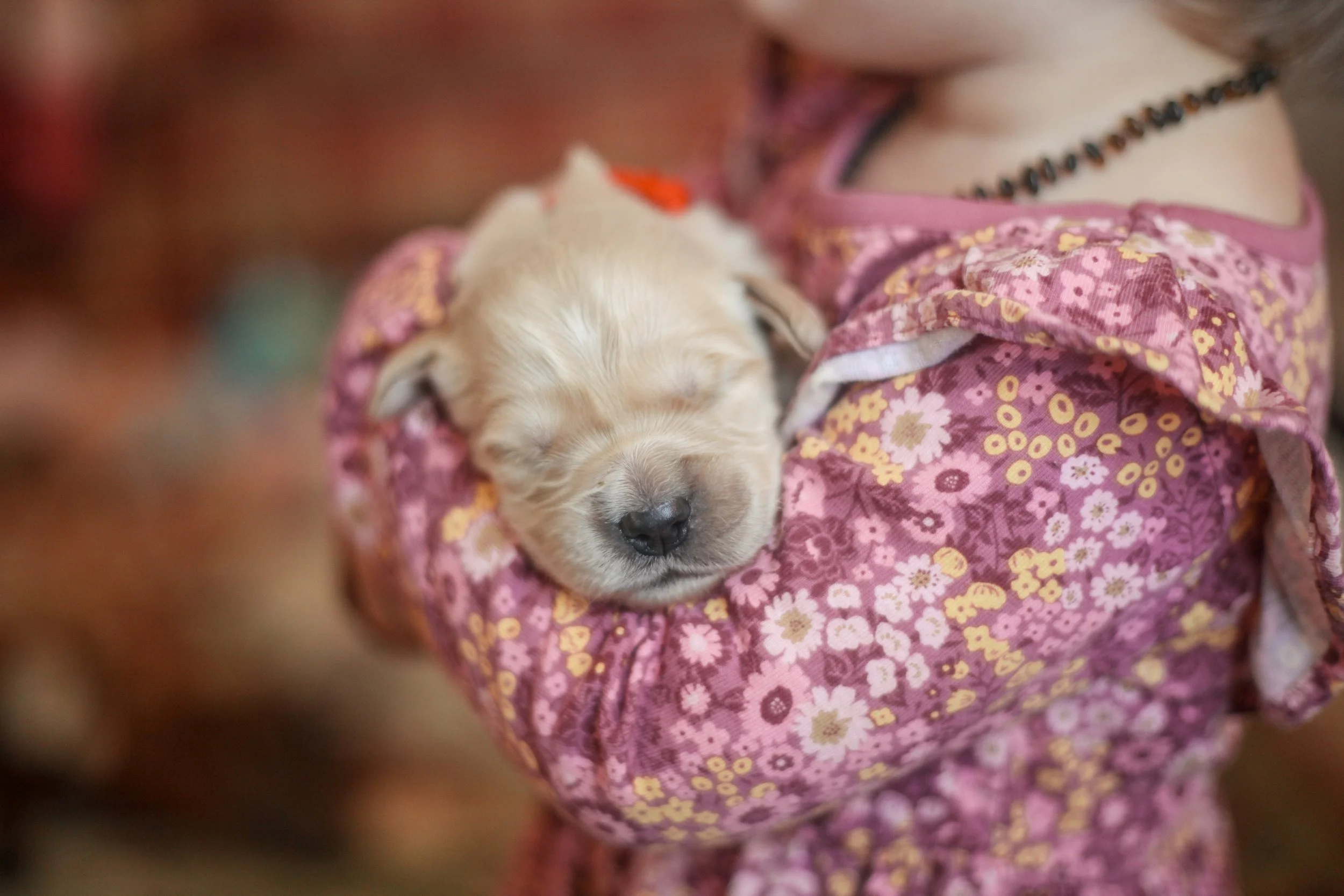 How Having a Dog Enhances Your Child’s Childhood: Science-Backed Benefits