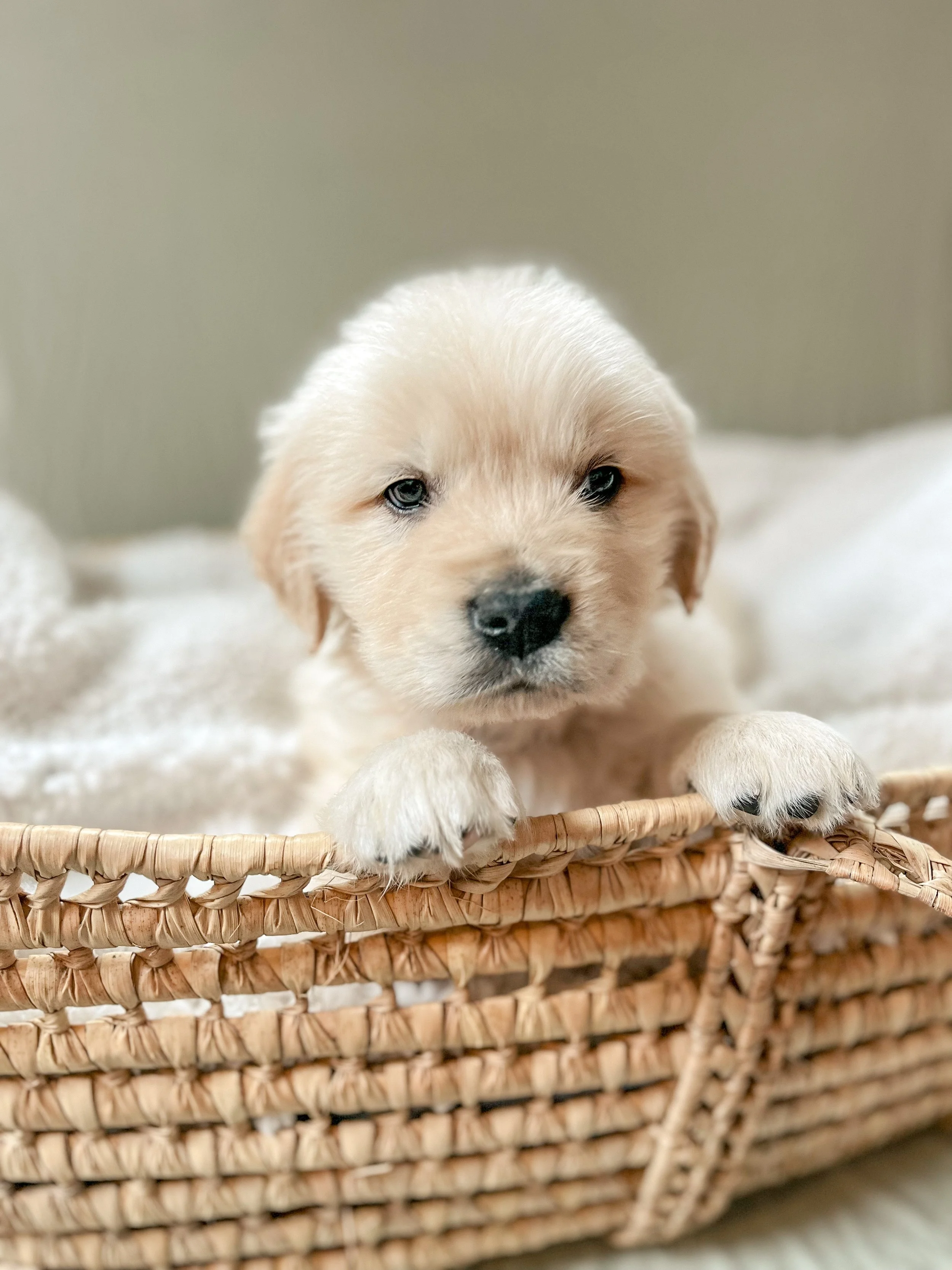 Puppies Go Home! The First Week With Your New Golden Retriever Puppy