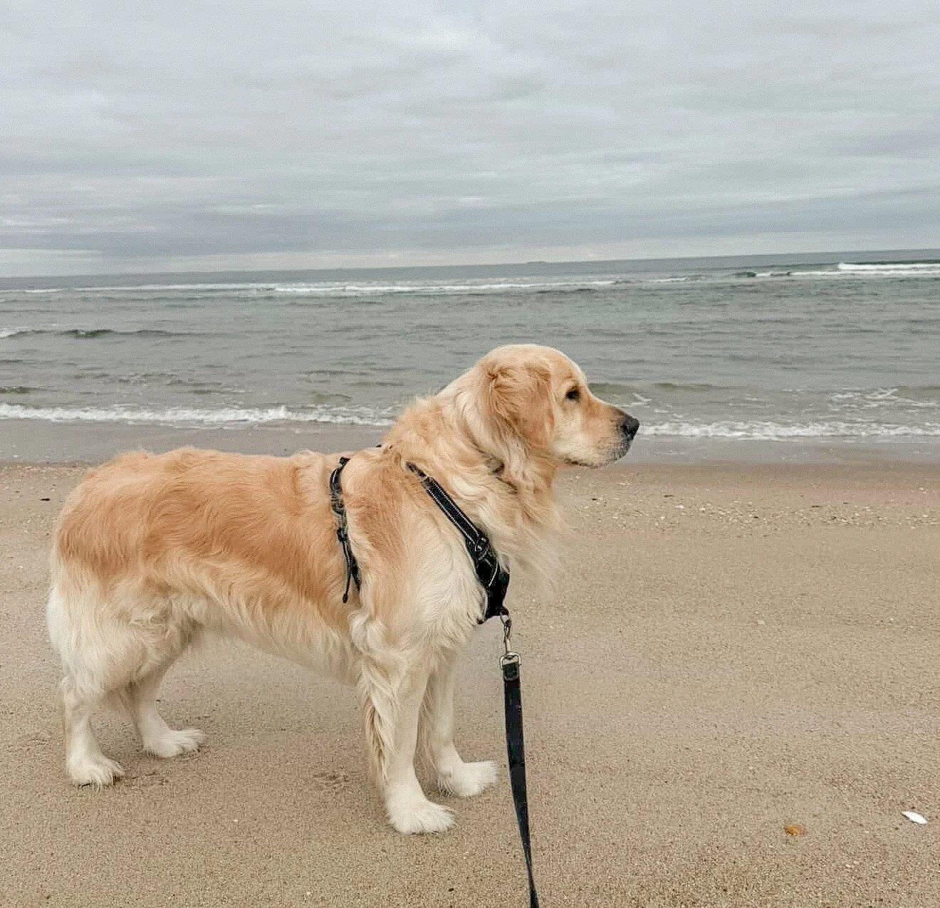 Real Stories: How a Golden Retriever Fit Naturally Into These Families’ Homes