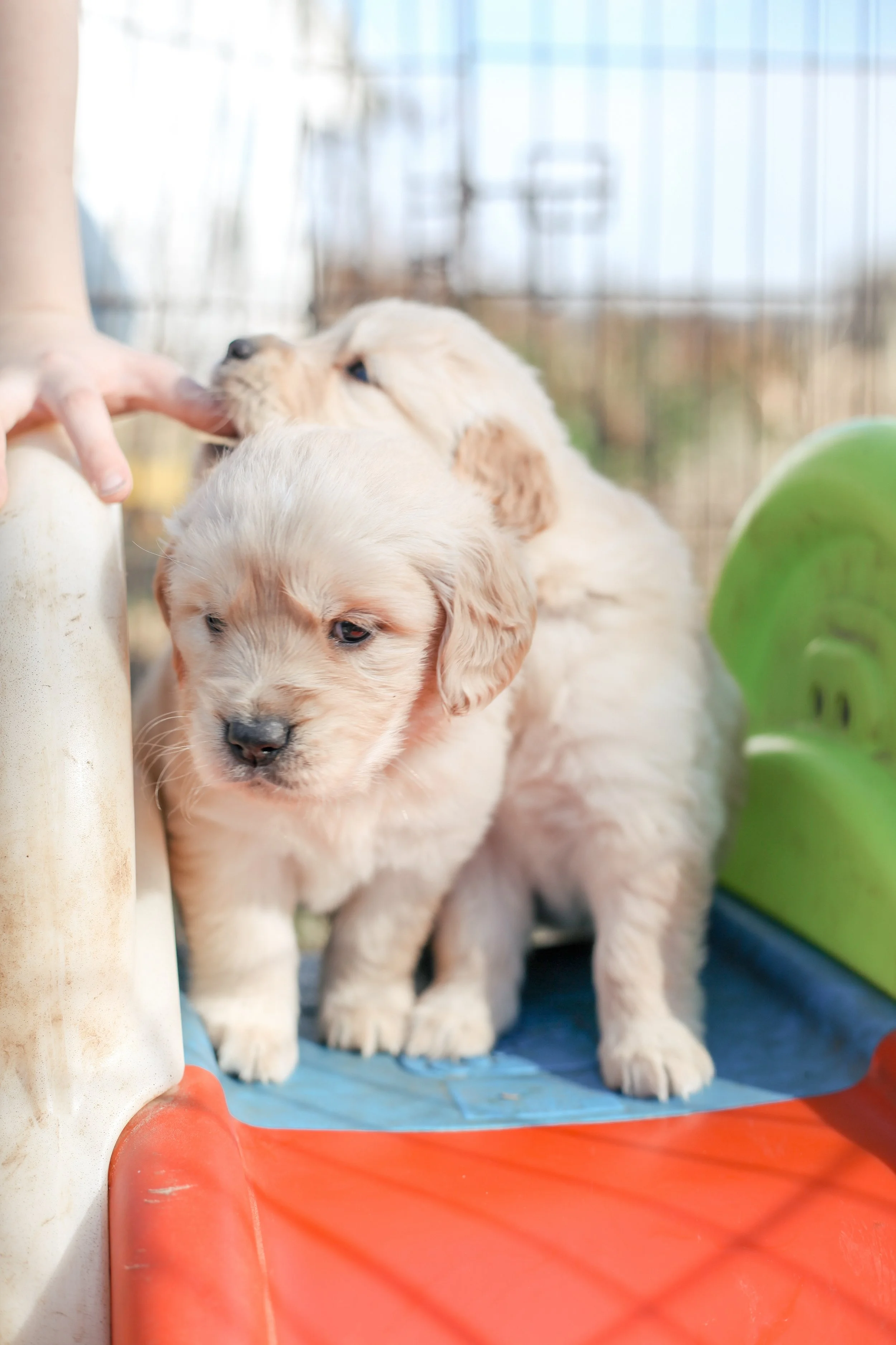 Understanding Puppy Mouthiness (And How to Guide Gentle Play)