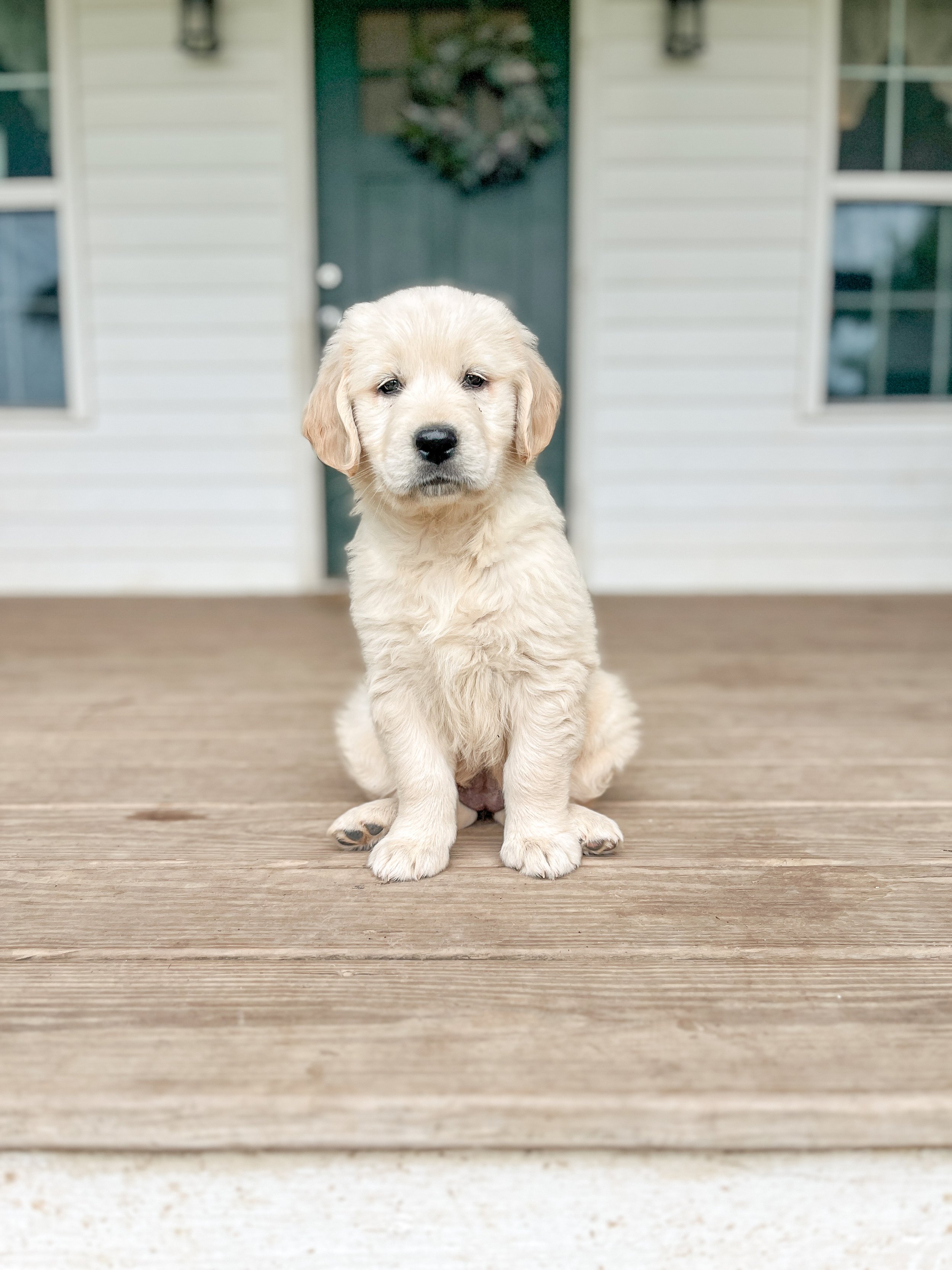 golden retriever puppy sitting on the porch