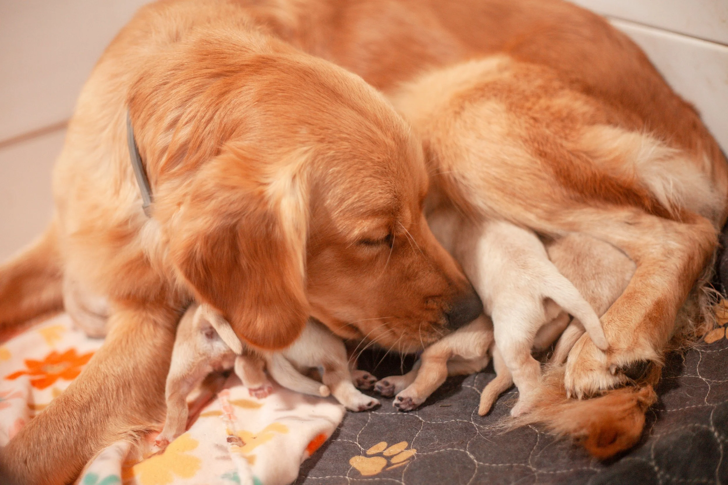 a dog licking her newborn puppies