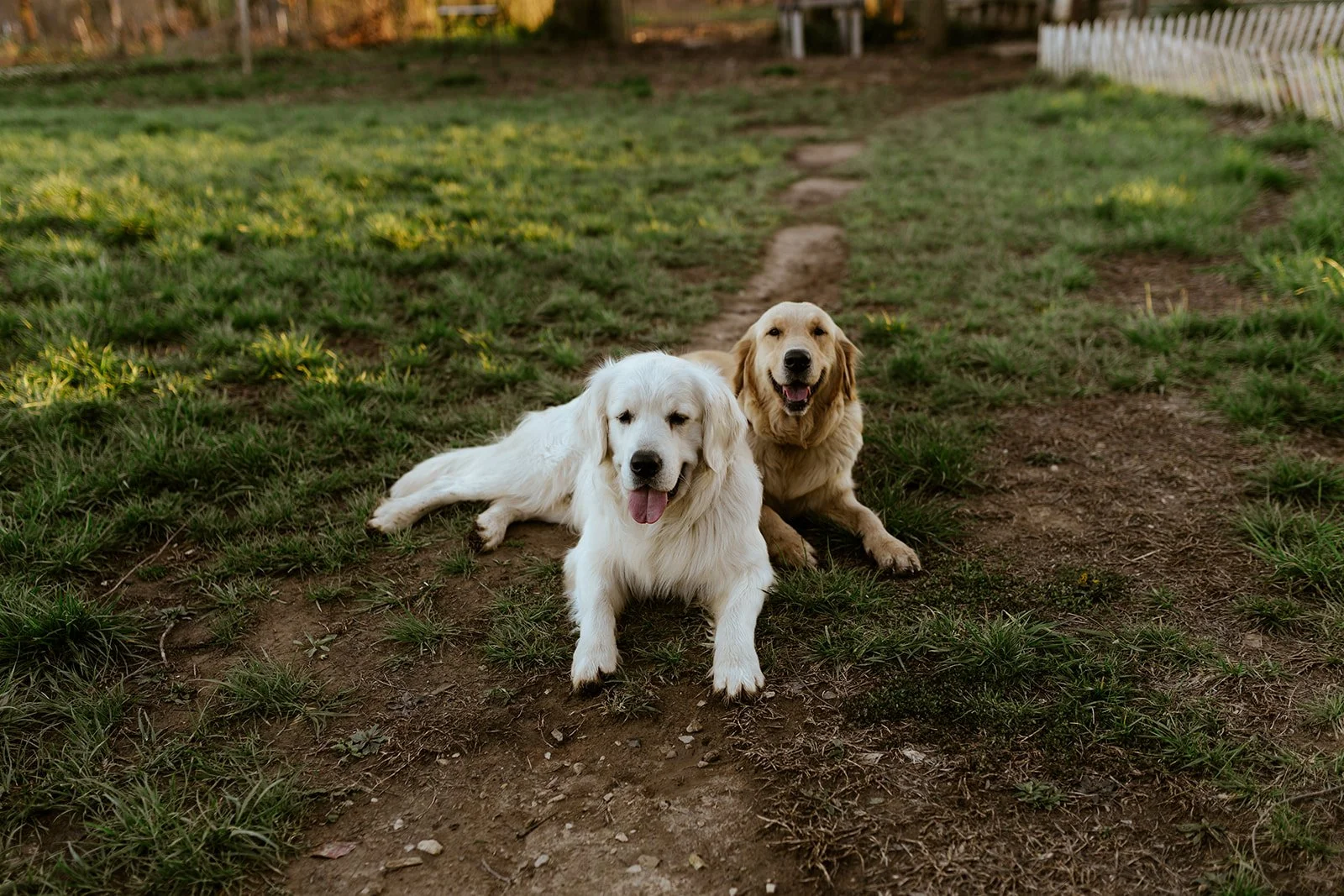 two golden retrievers laying in a yard