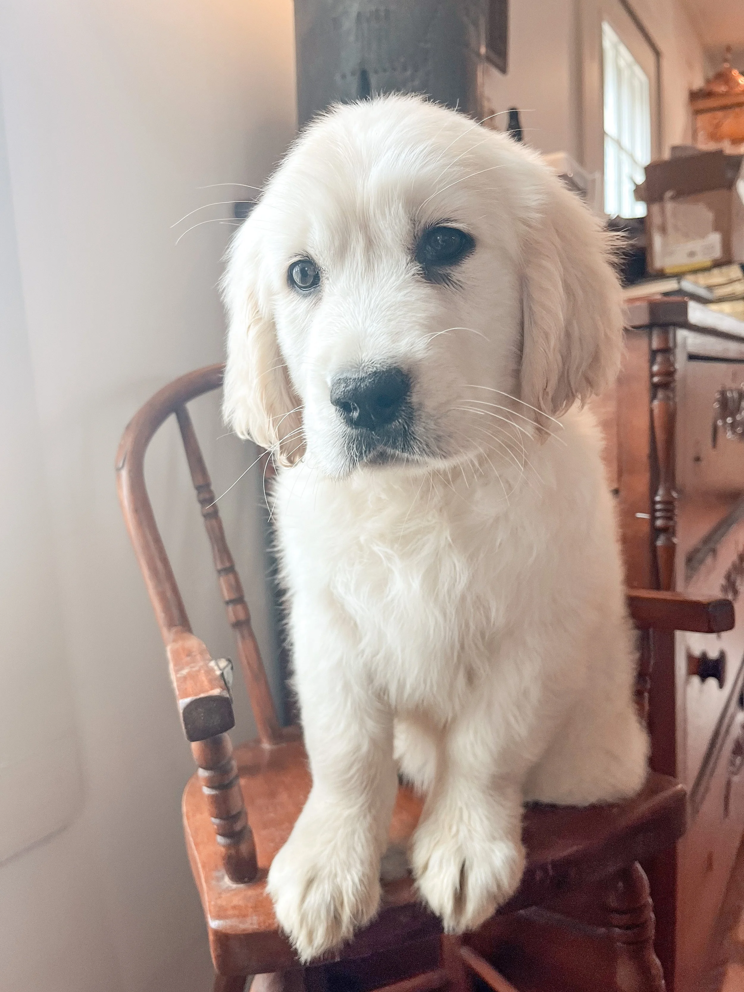 a golden retriever puppy sitting in a chair