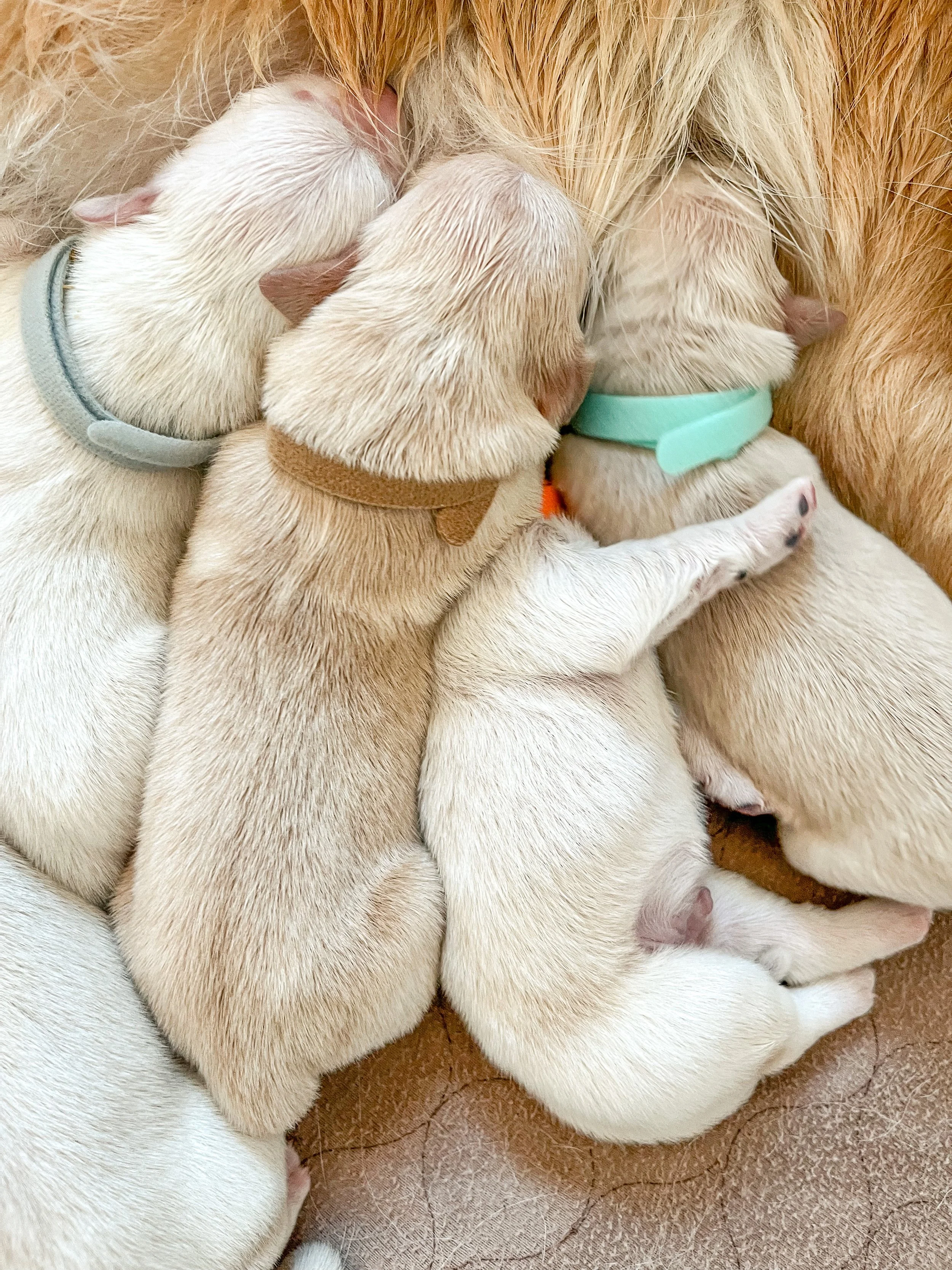 a litter of new puppies