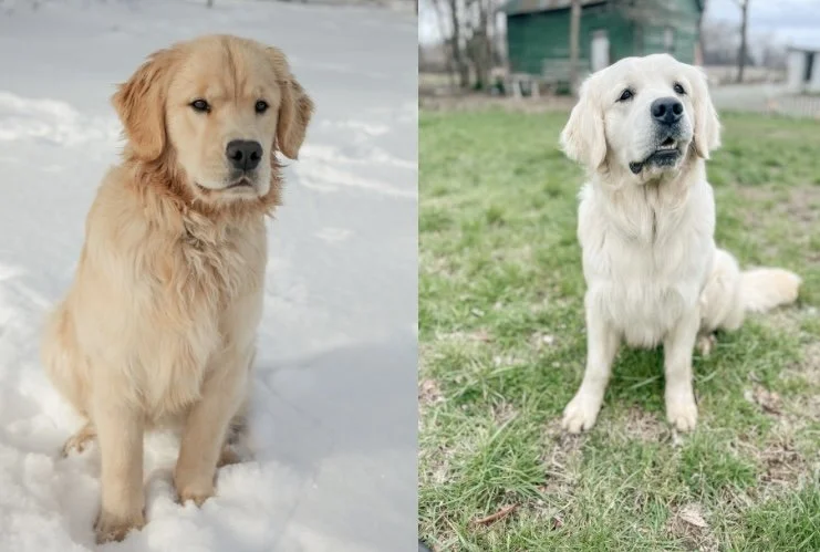 a yellow golden retriever beside a cream golden retriever
