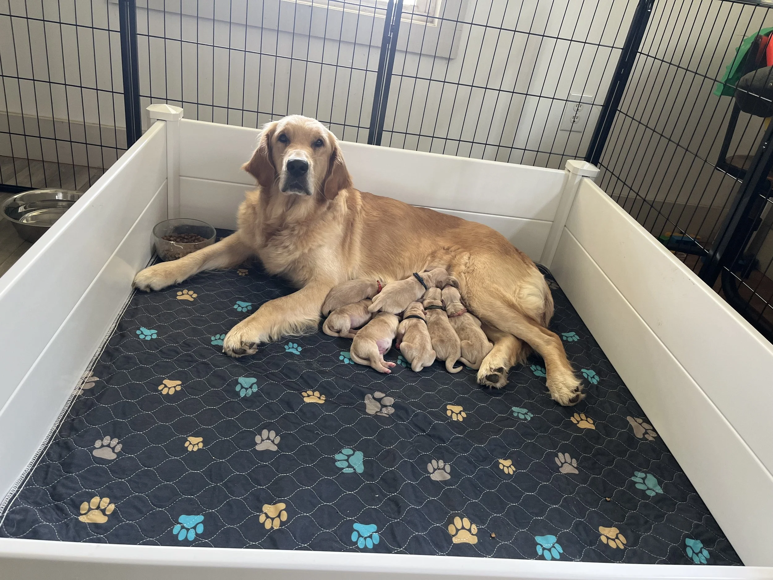 a dog with a brand new litter of golden retriever puppies