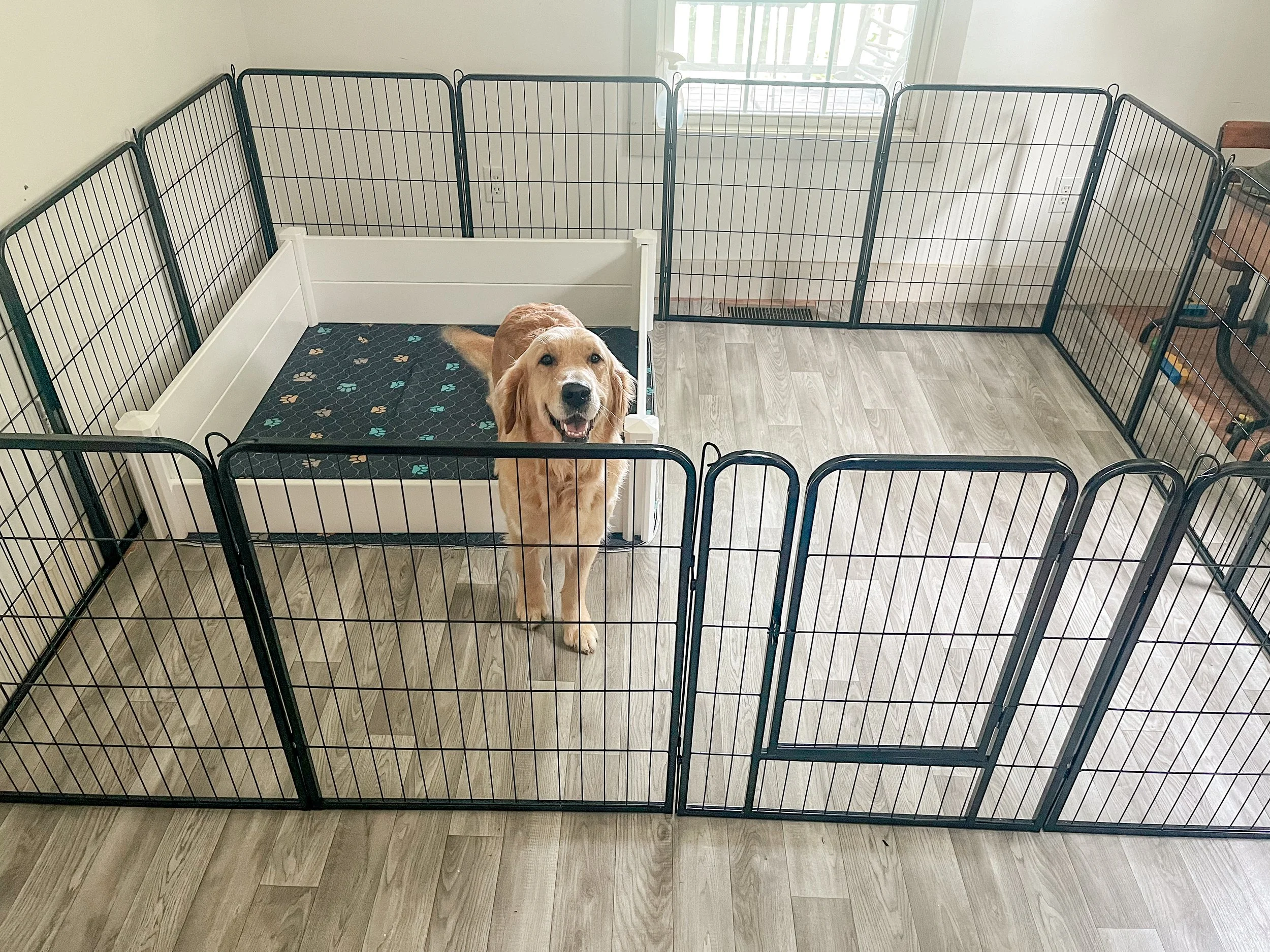 golden retriever standing in a whelping area