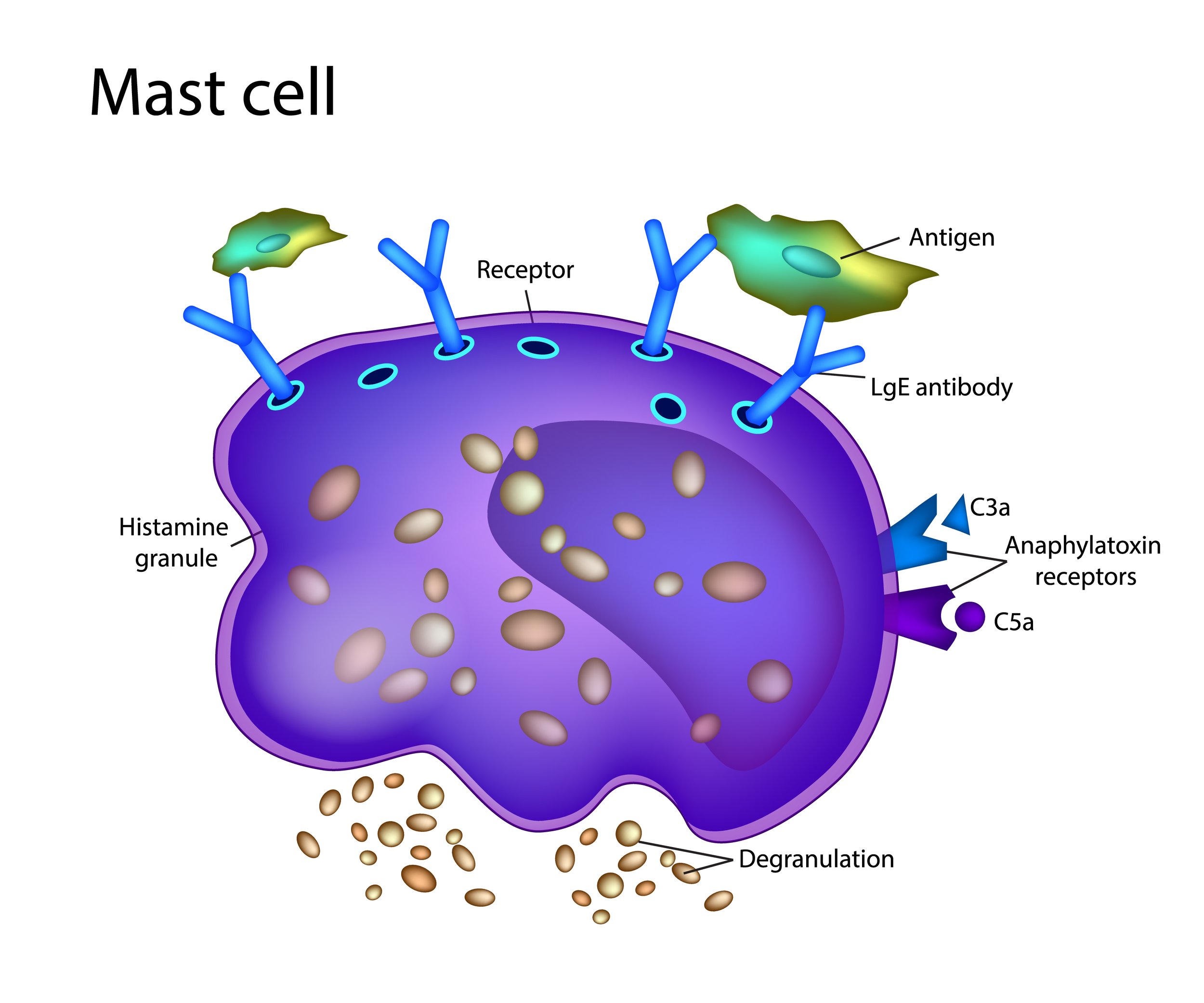 Understanding the 7 Root Causes of Mast Cell Activation Syndrome (MCAS)