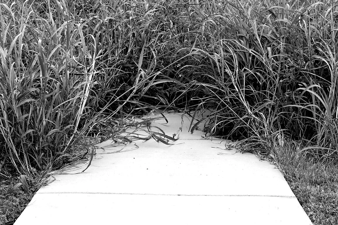 Sidewalk in the Lower Ninth Ward, 2025