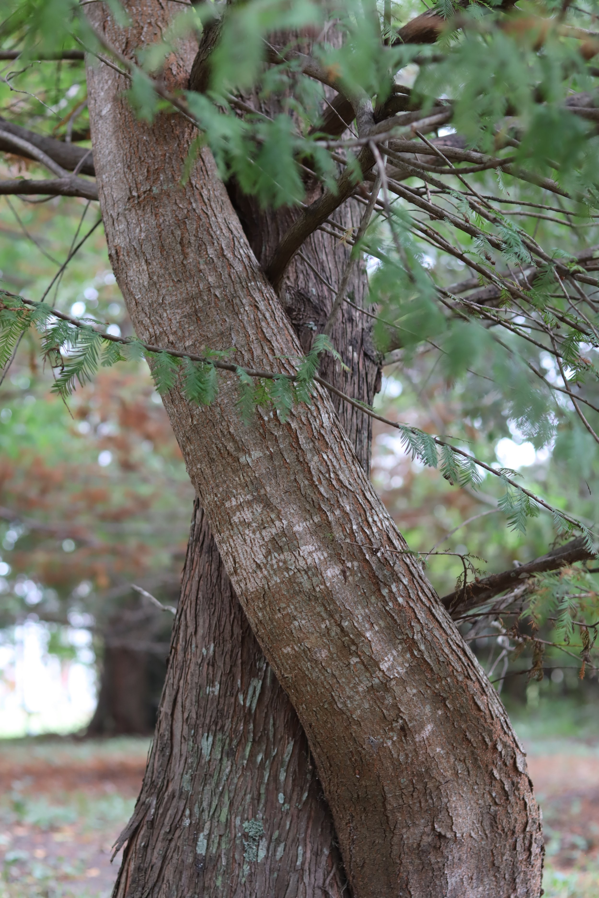 Cypress Hug, digital photograph, 2025