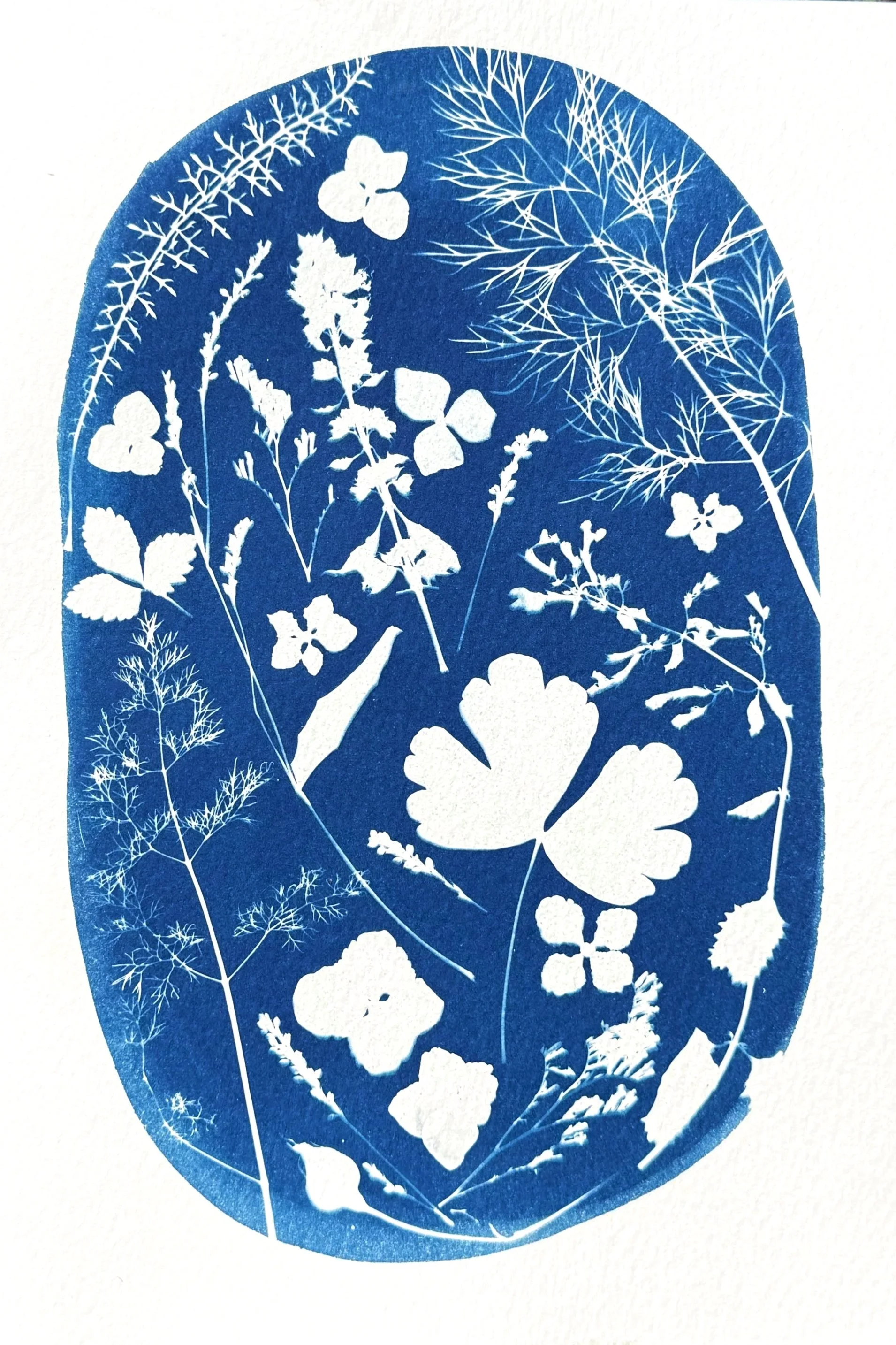 Original Cyanotype Artwork- 8x10in- "Wild Oval"
