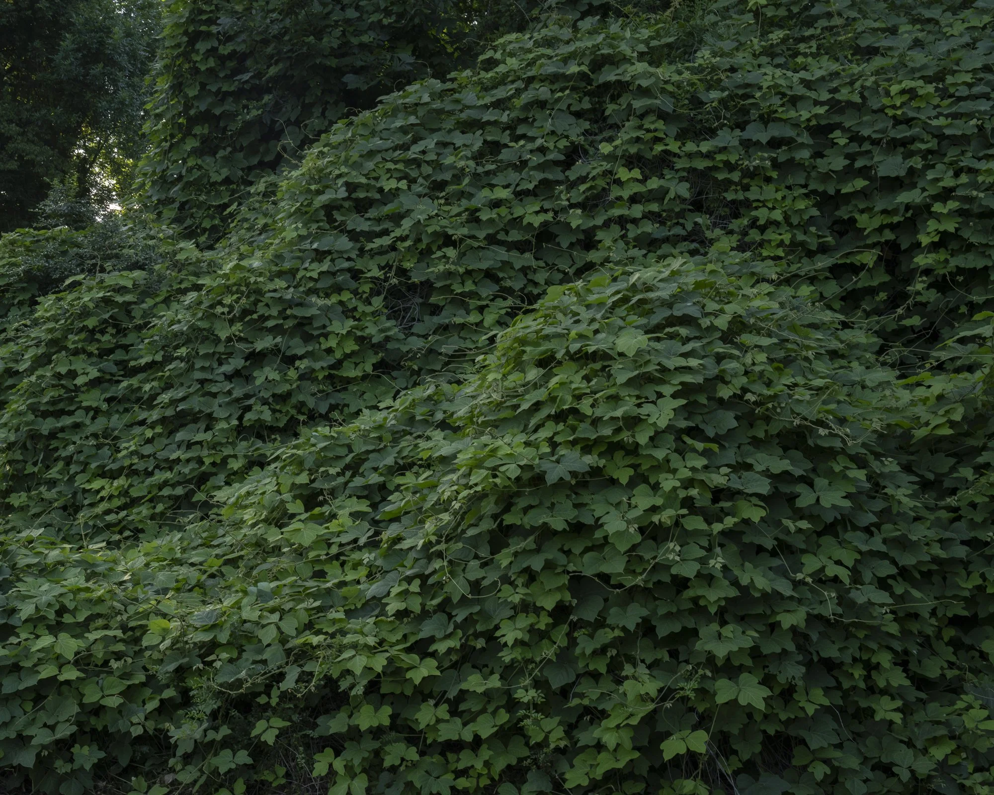 I Used to Think I Had Been Relieved of Desire