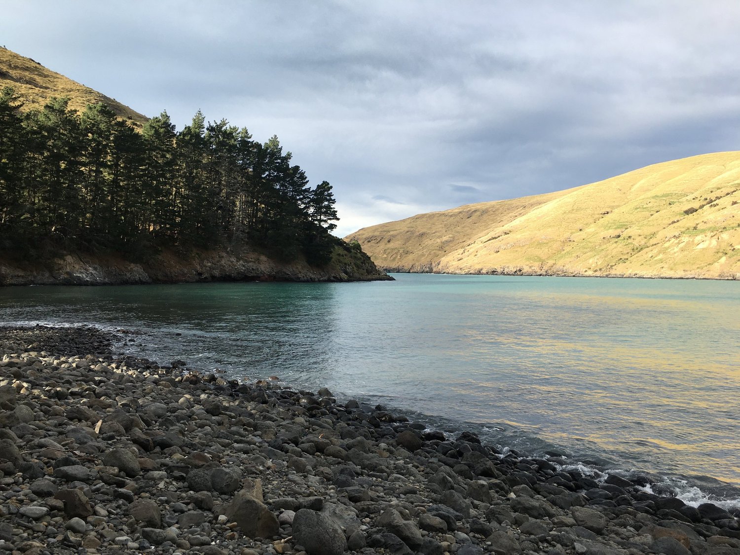 Visiting Pohatu Penguins