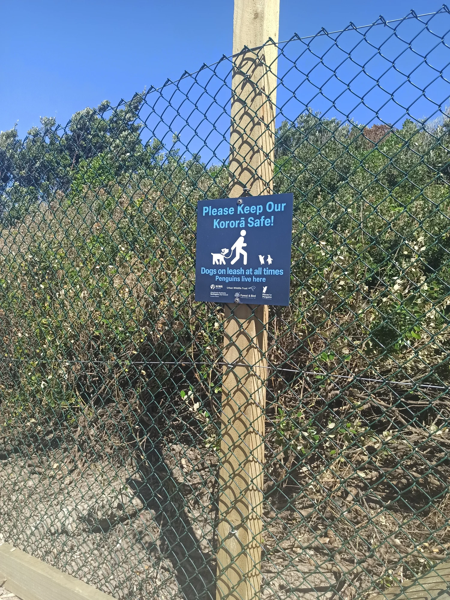 Wellington’s Urban Kororā
