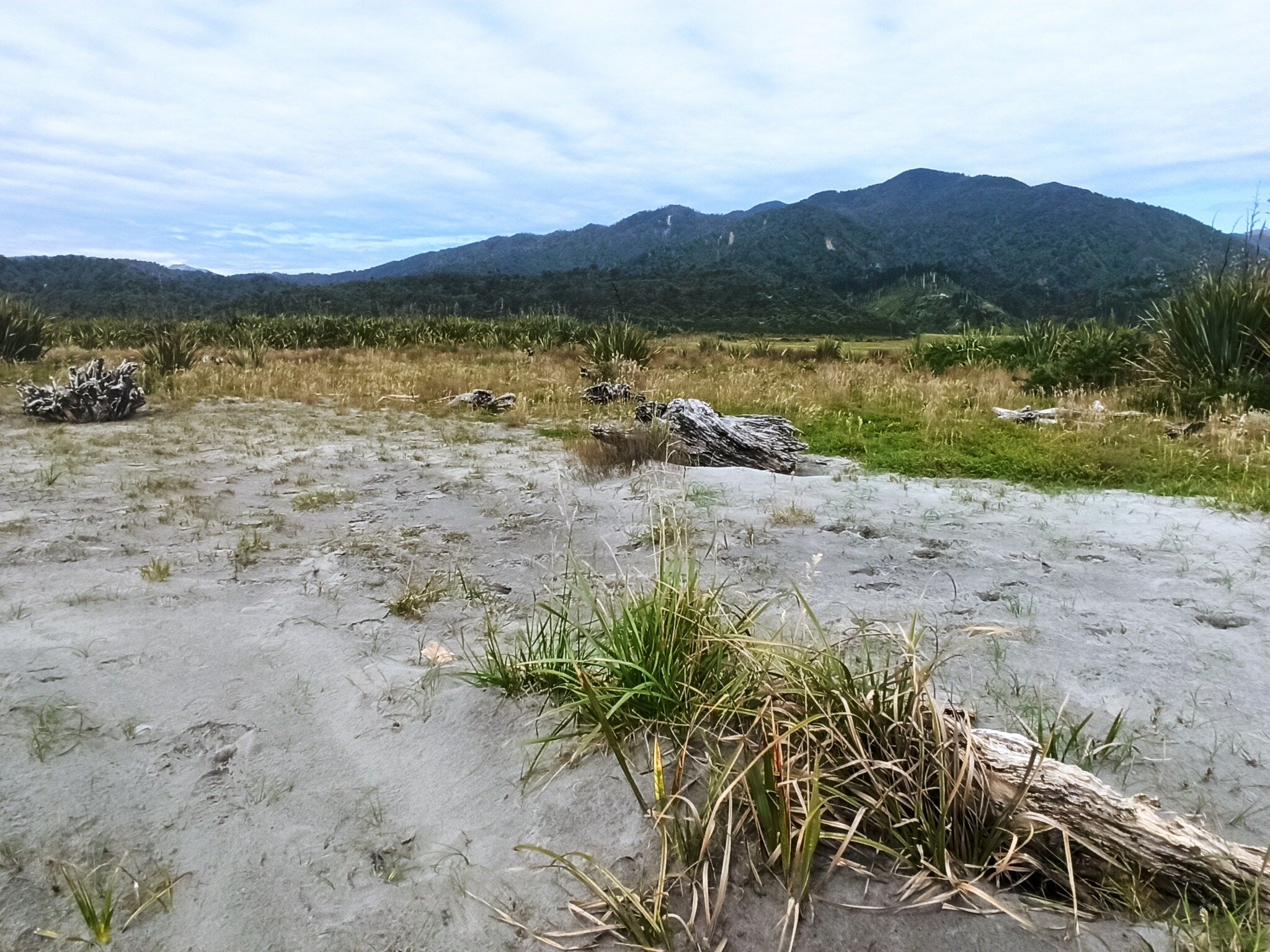 Last week we presented at a hearing for Mineral Sand Mining on the West Coast, South Island. We raised some key issues to heighten awareness about Kororā/Little Penguins including:

Development and construction in coastal areas can pose a significant