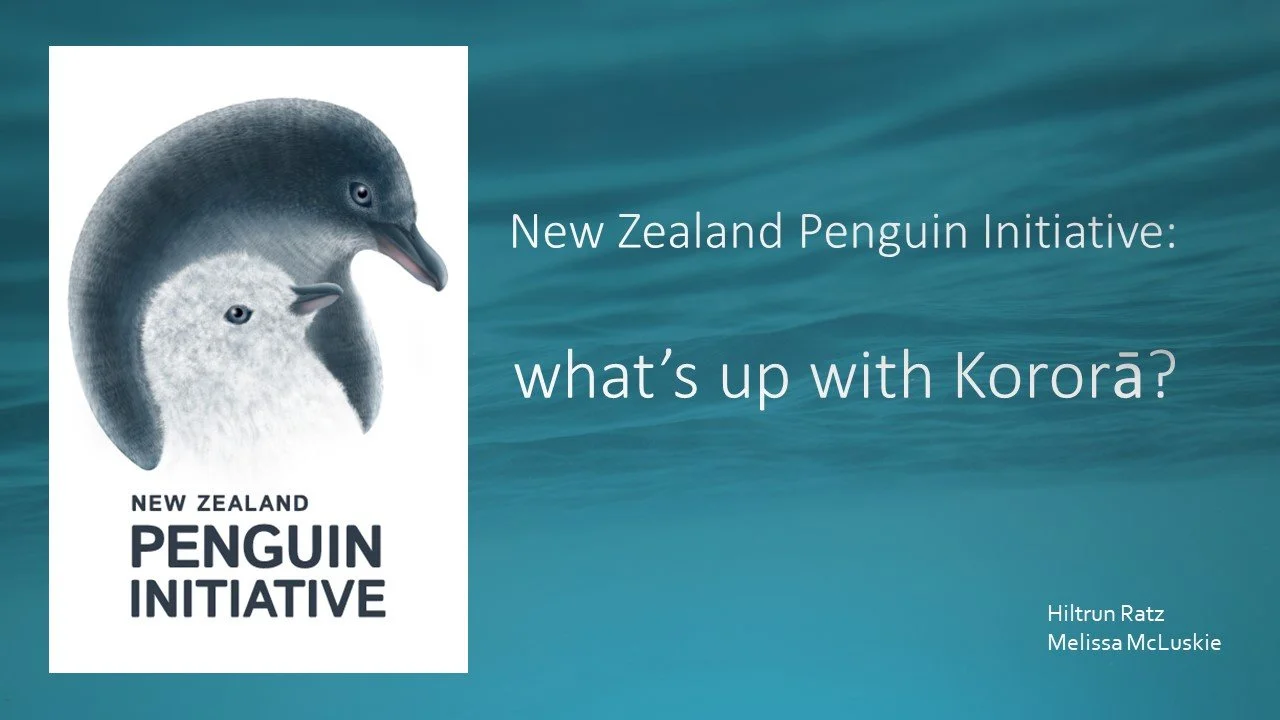 what’s up with Kororā?