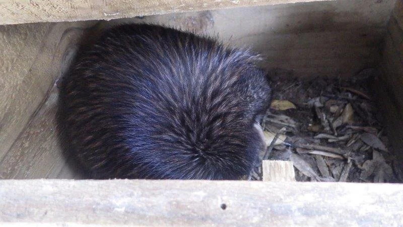 Brown kiwi in nest box found by Motuora Restoration Society volunteers