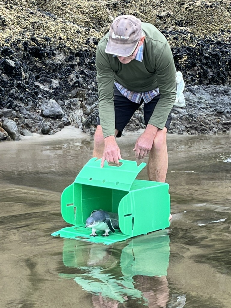 Pest free Piha volunteer releasing a kororā after rehabilitation at Native Bird Rescue, Waiheke. Image Credit: Dudley Bell