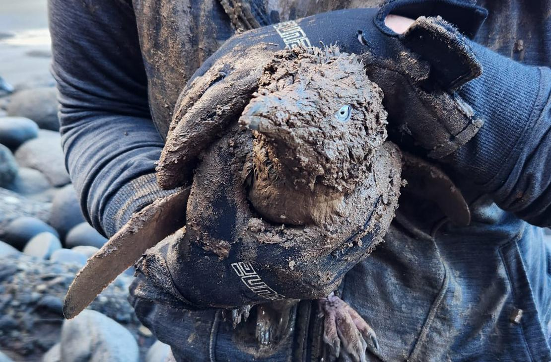 Muddy penguin that was buried in a landslip and rescued by Muriwai Environmental Trust volunteers