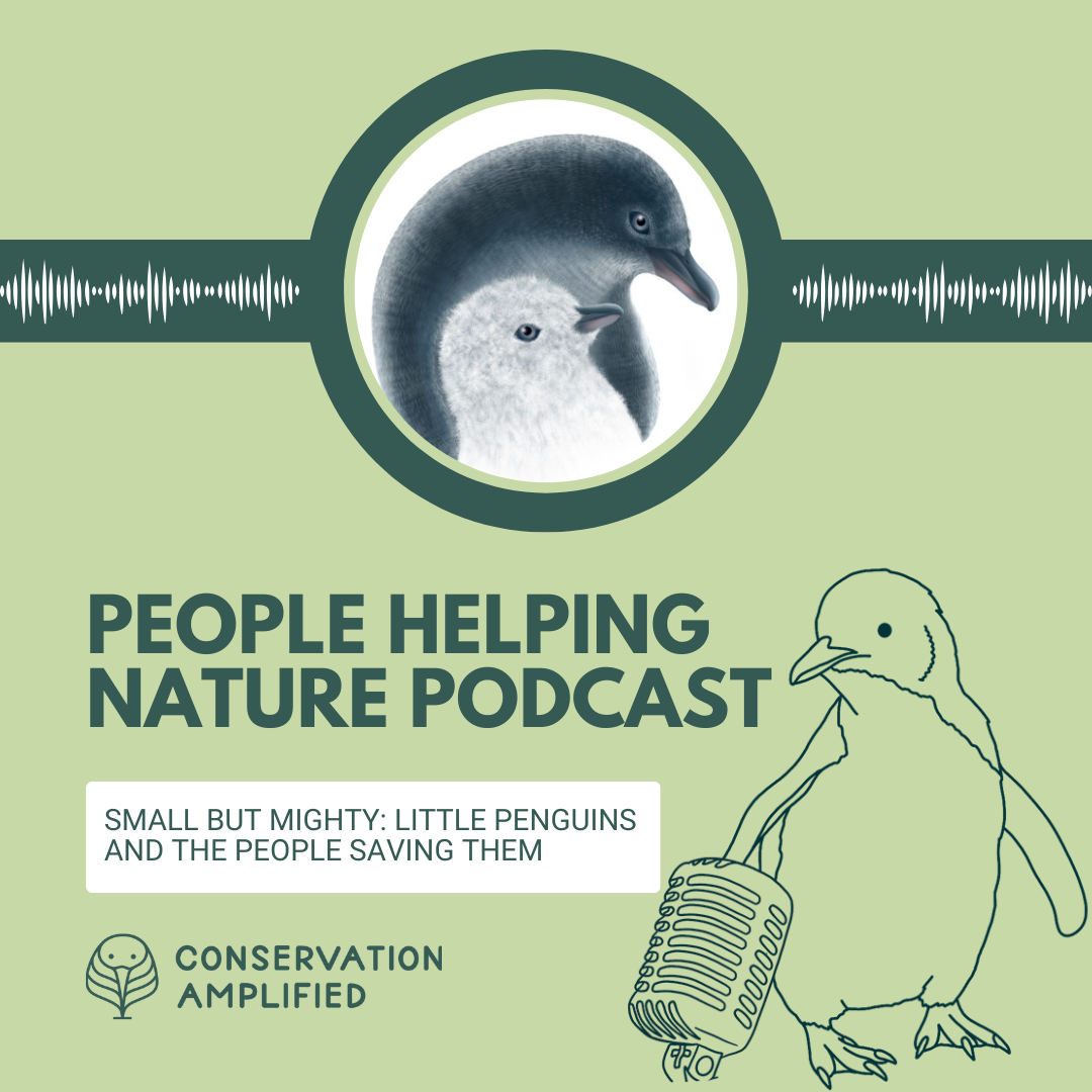 Podcast: Small but Mighty: Little Penguins and the People Saving them