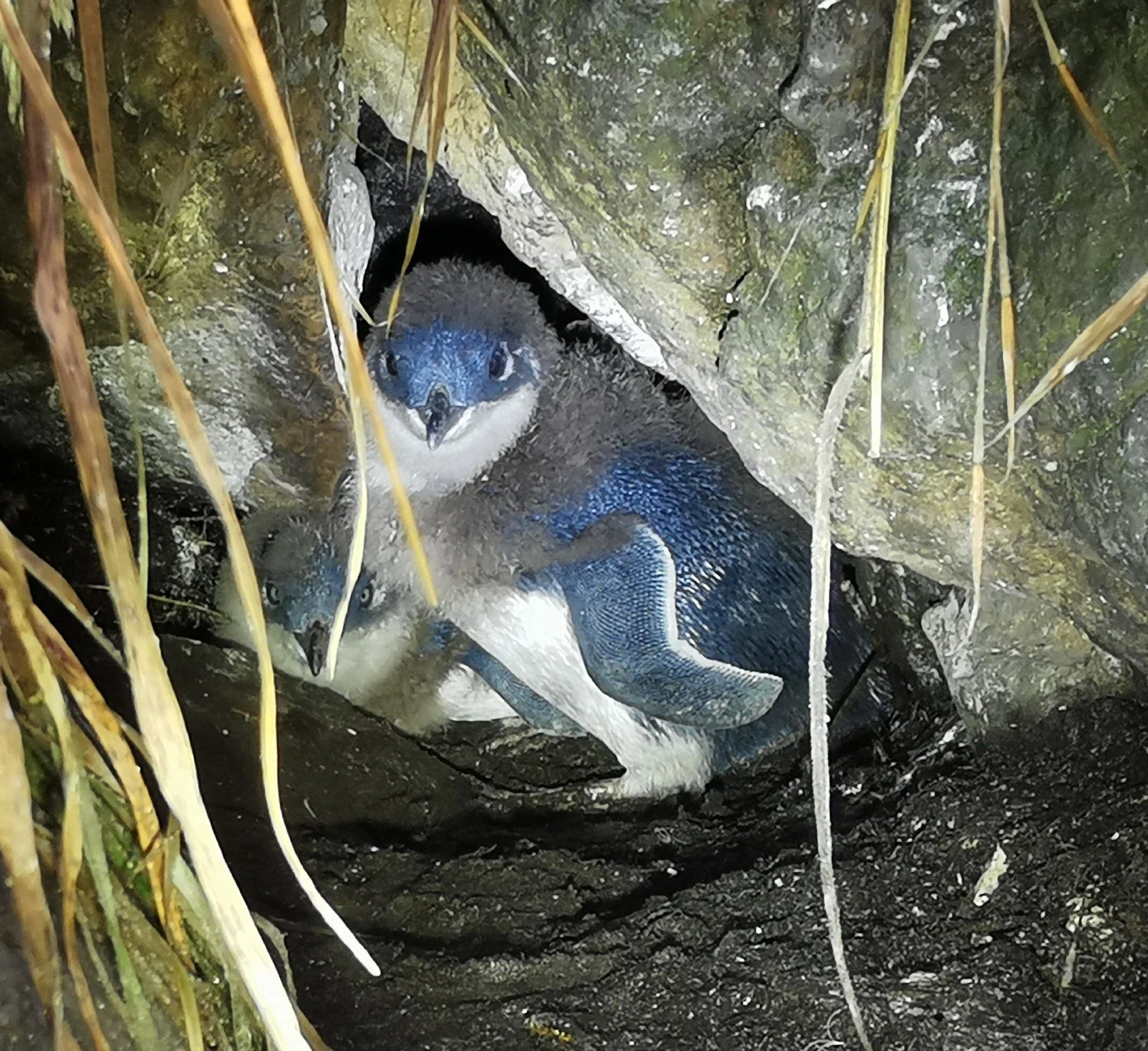 Aramoana nat burrow 2 chicks 8Dec24-5 - Copy.jpg