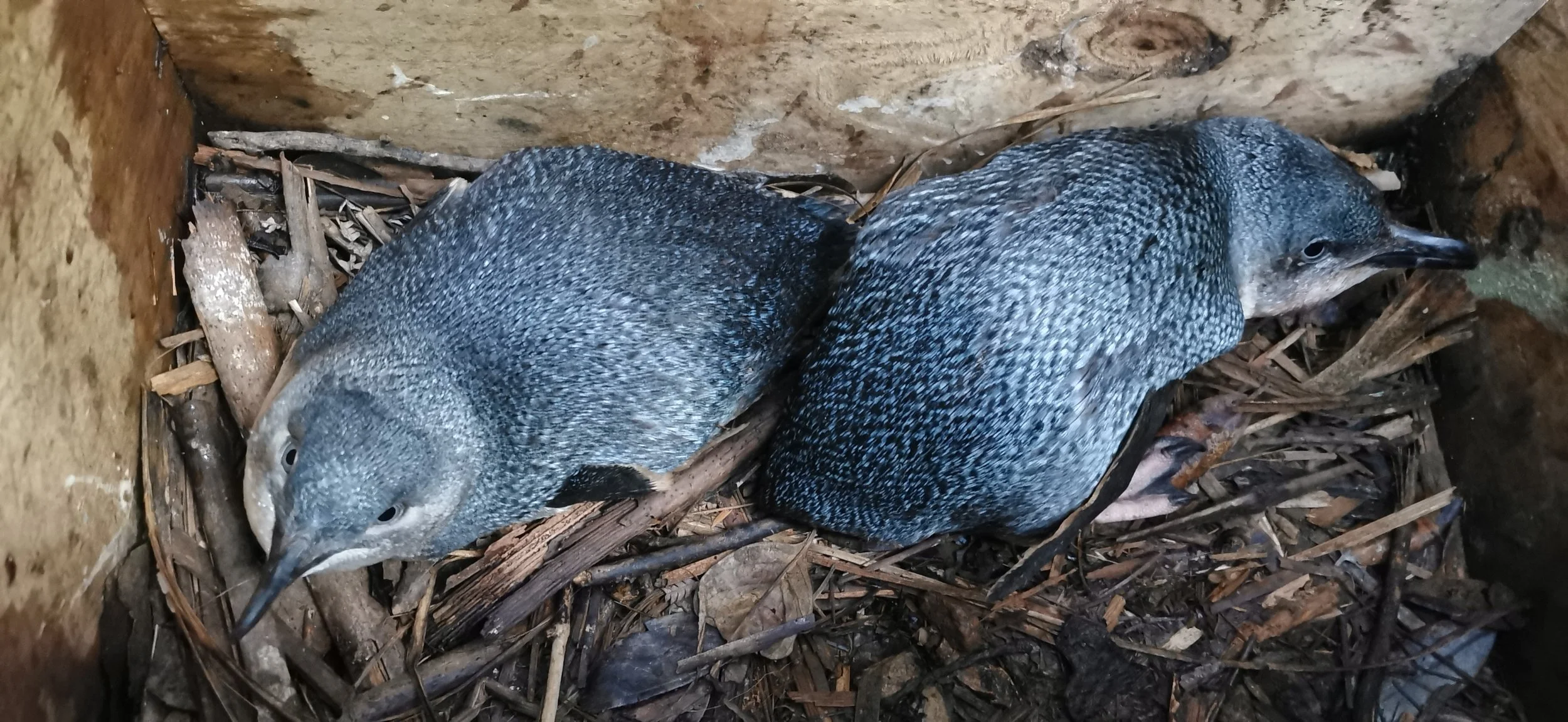 Waiheke pair in box 27May25-2.jpg