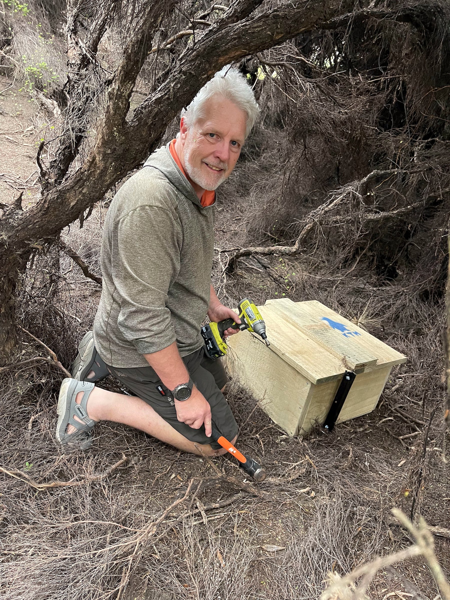 Kororā Te Henga volunteer Simon installing a nest box