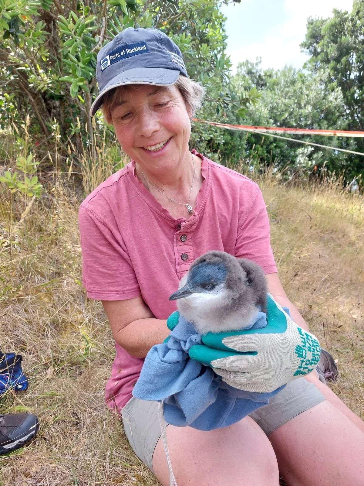 Motuora Restoration Society volunteer Karin holding a chick for measuring and marking. Image Credit: John Stewart
