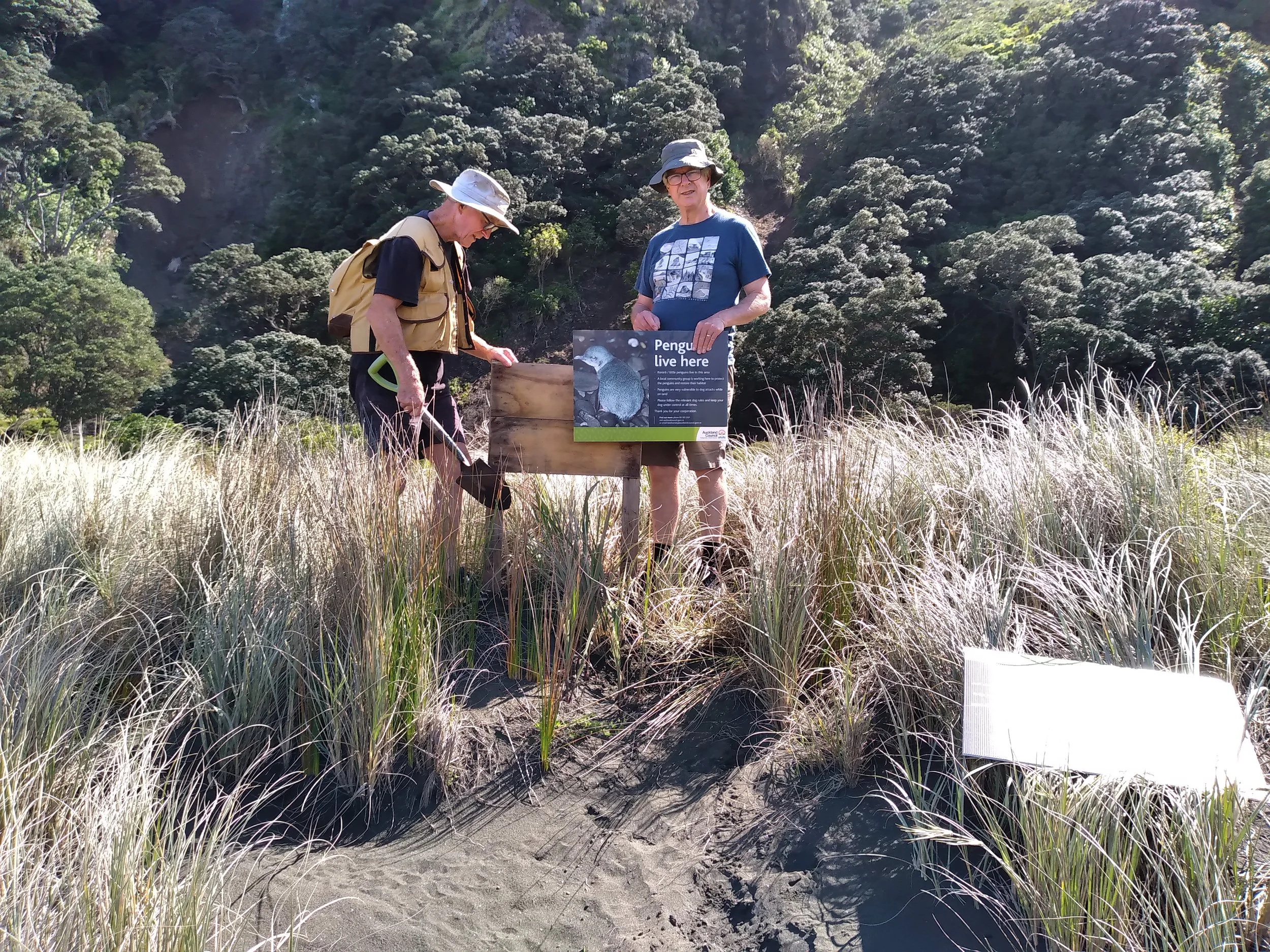Karekare Landcare volunteers installing a penguin sign at Karekare Beach