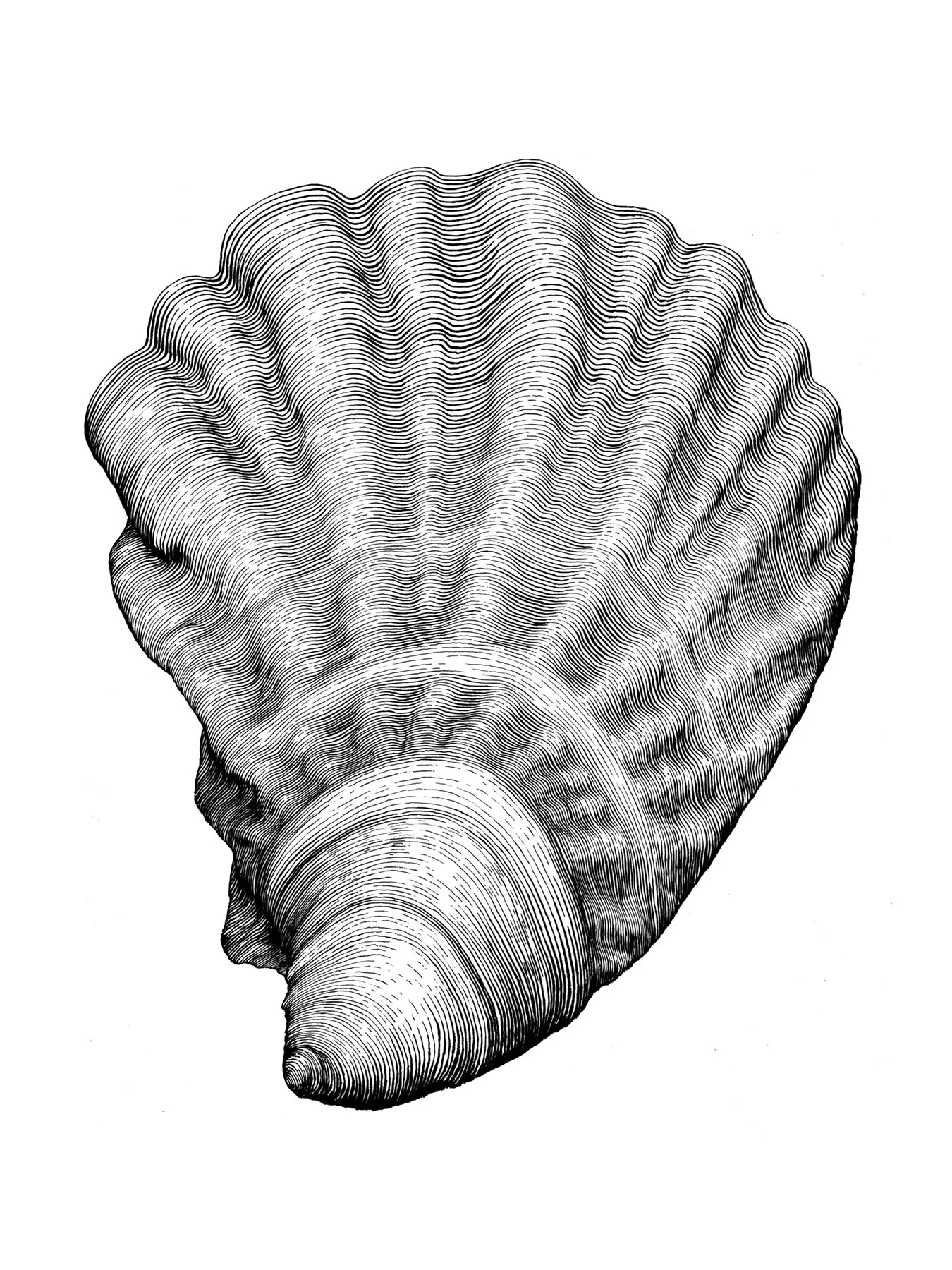 Winterpoint Illustration