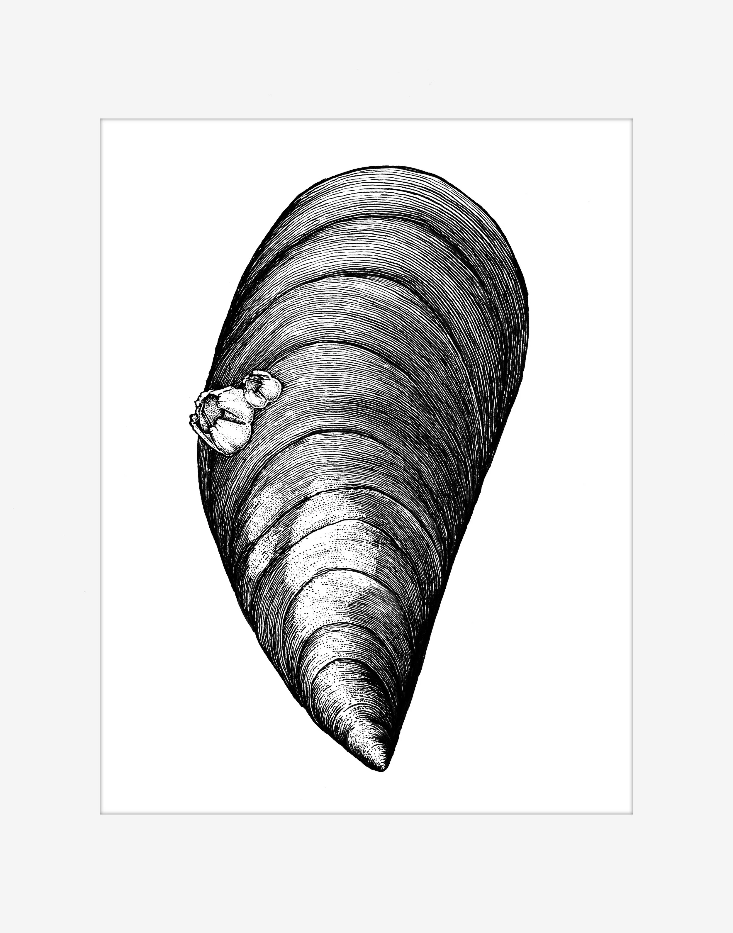 Mussel Illustration