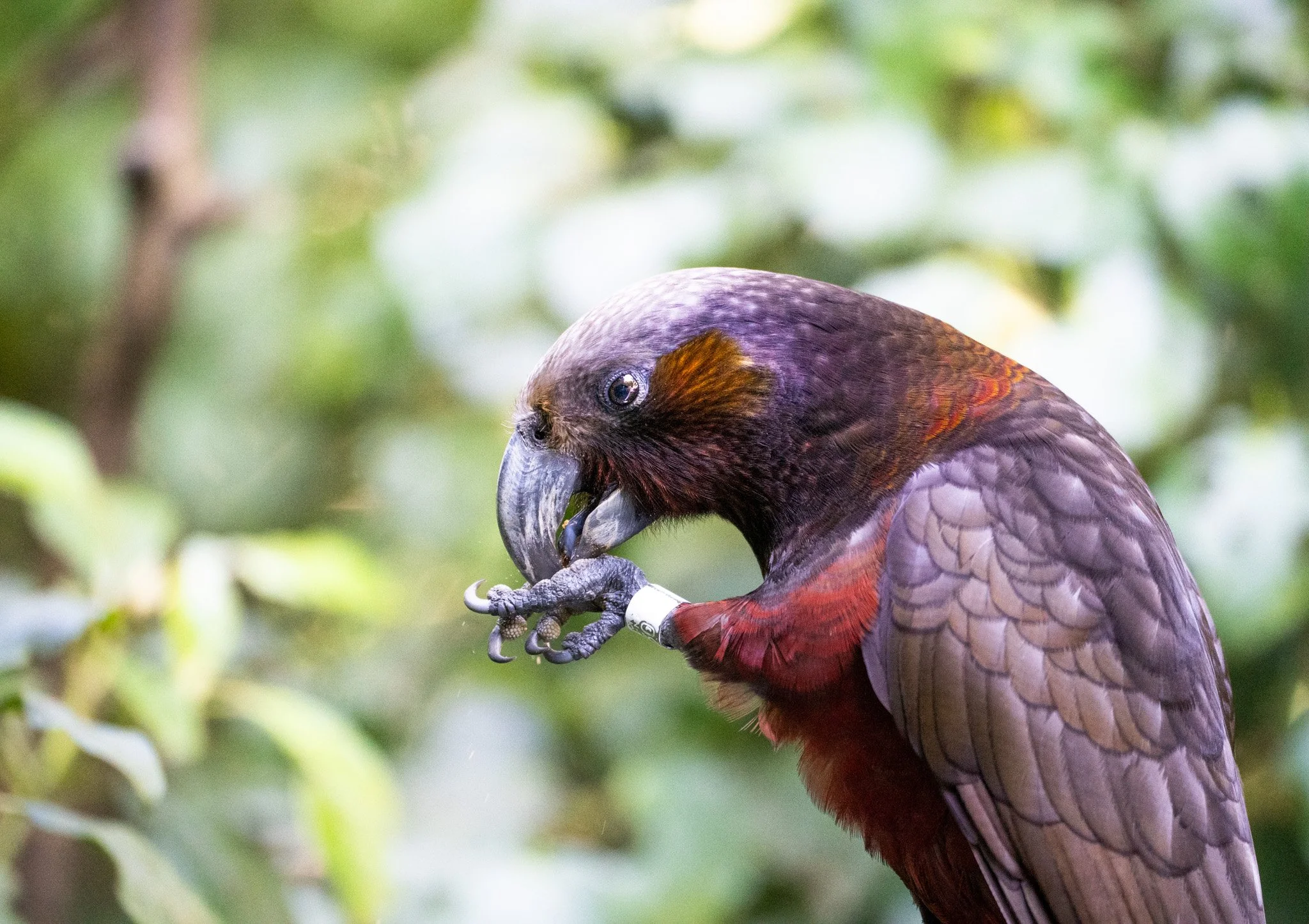 Bird of the year  (1).jpg