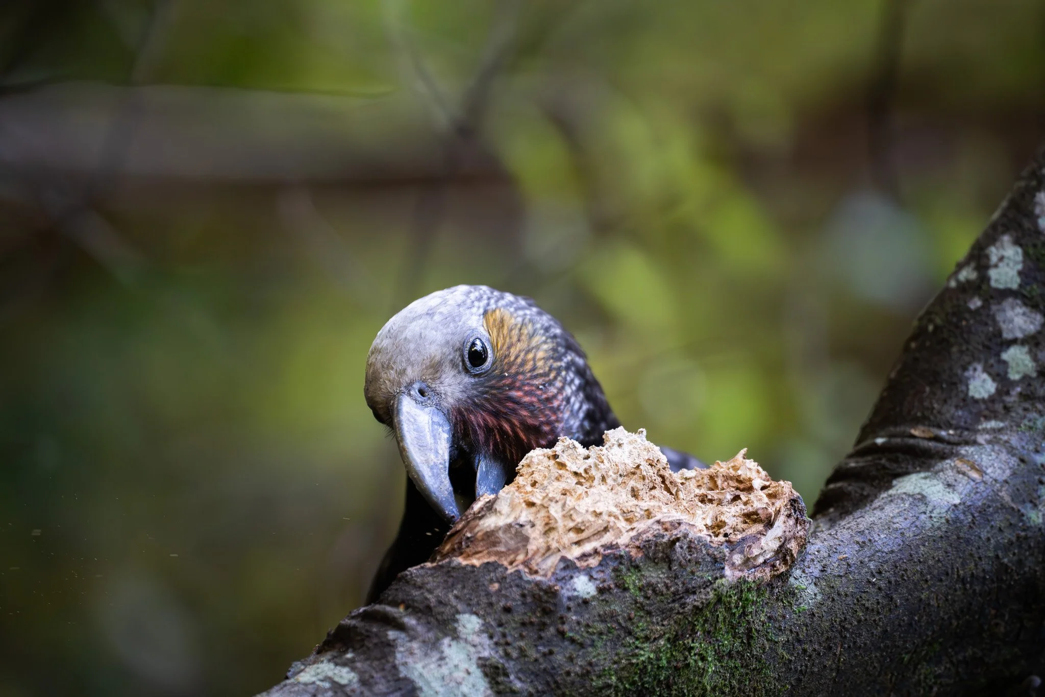 Kākā Bird New Zealand Molly Doyle.jpg