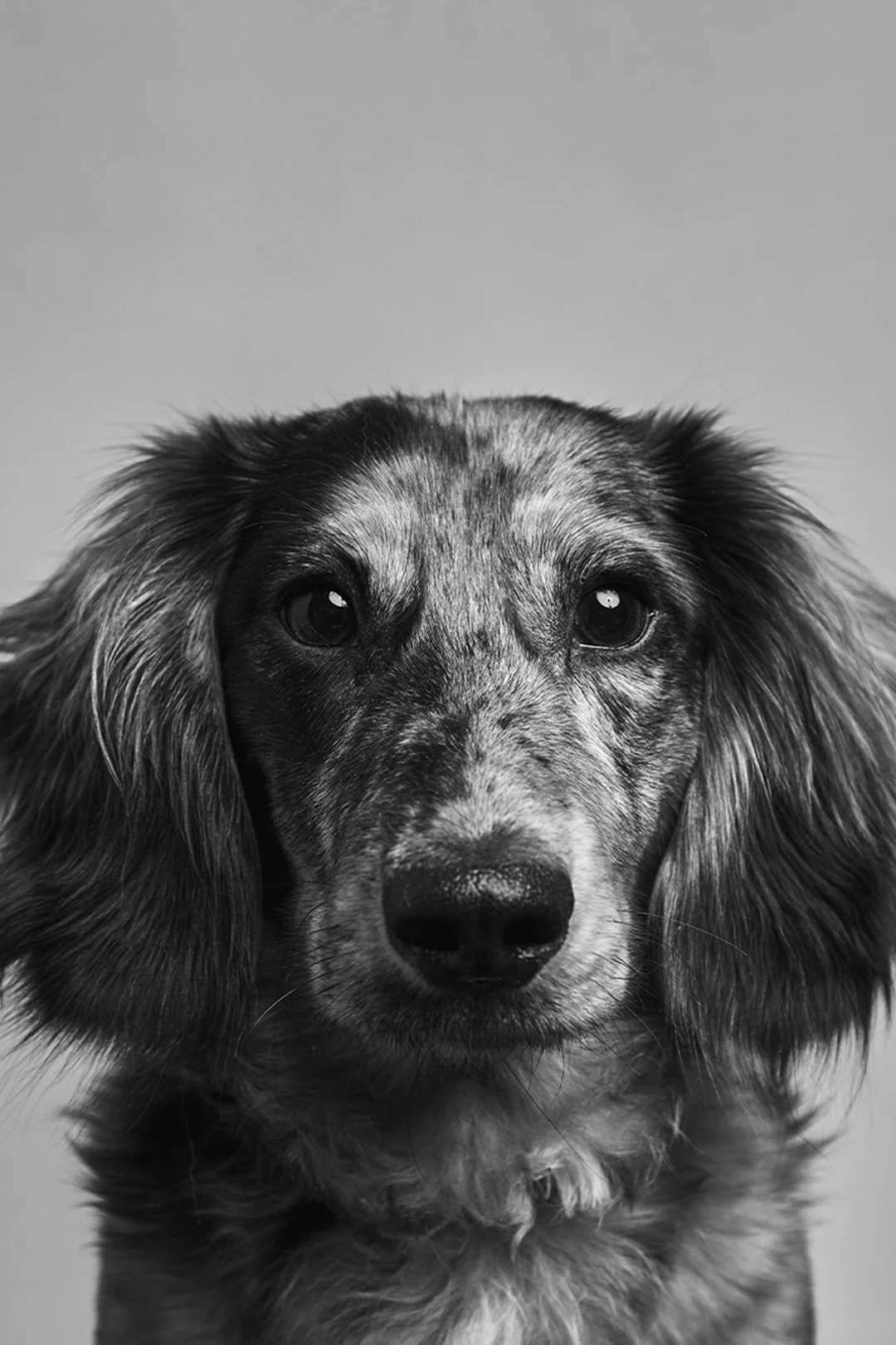 07/21 Pet Portrait Special