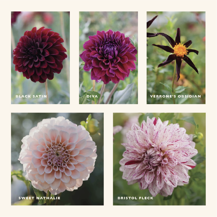 Dark N Stormy Dahlia Collection