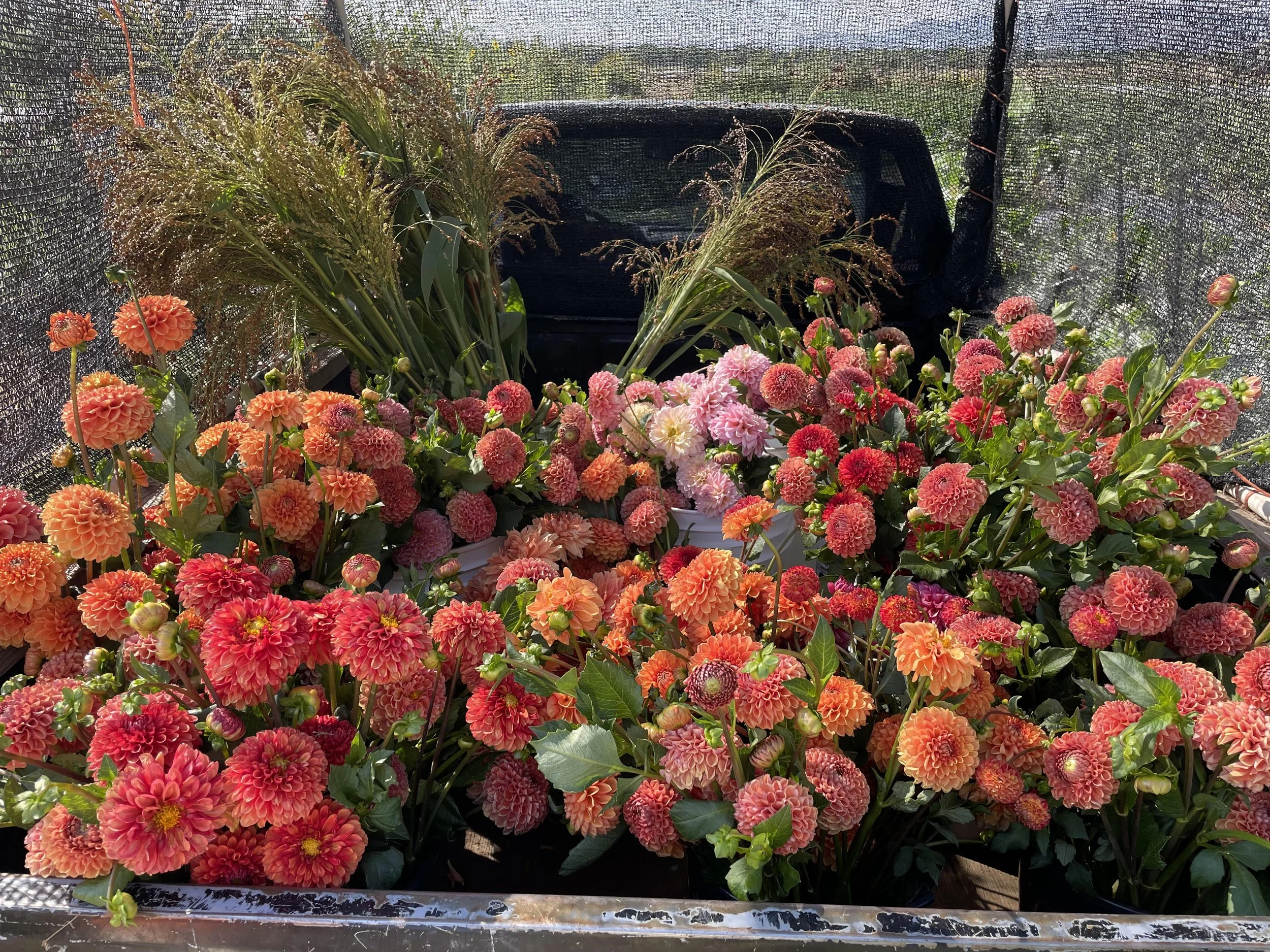 dahlias-truck-artemis-flower-farm.jpg
