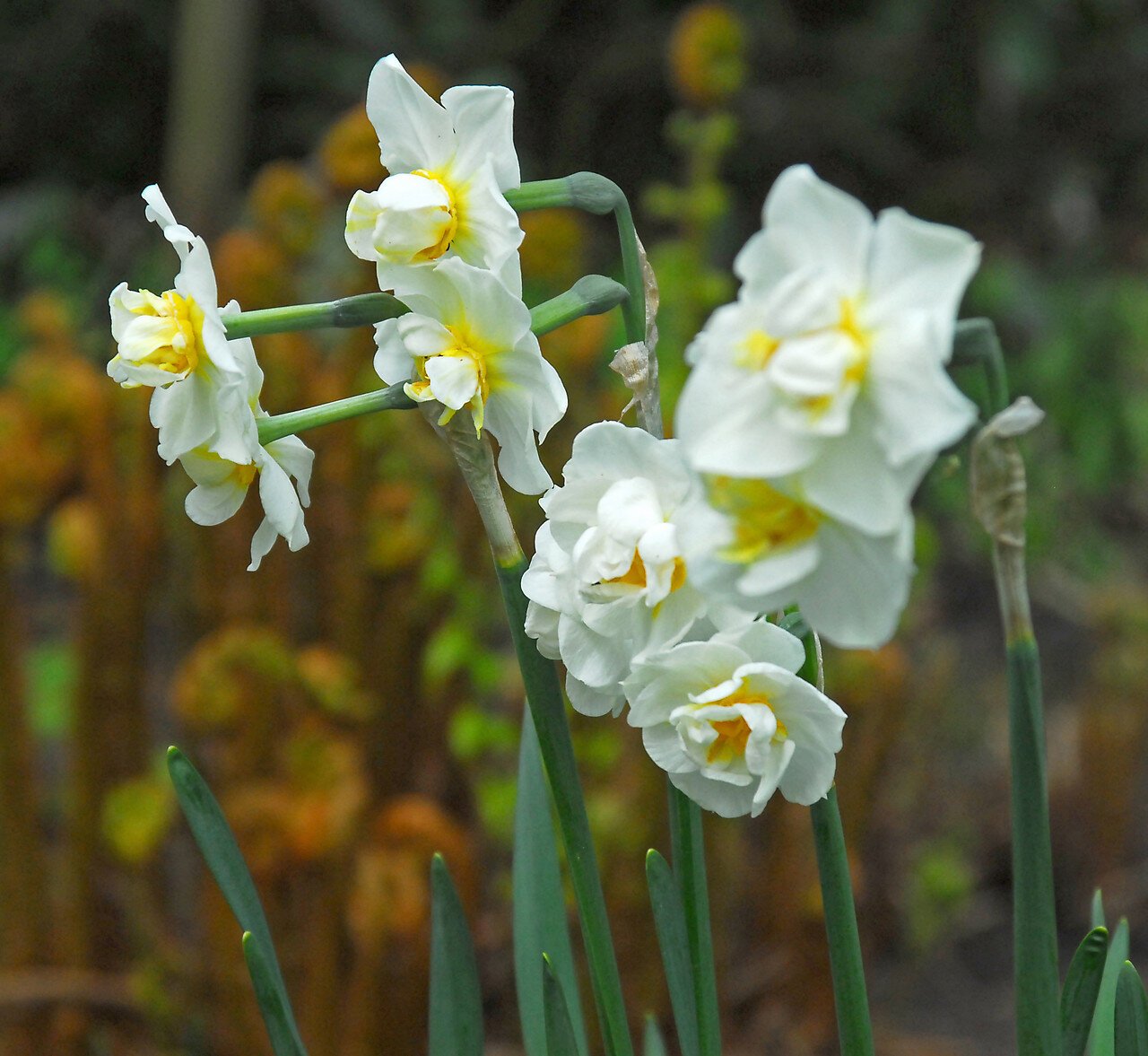 Narcissus+Cheerfulness.jpg
