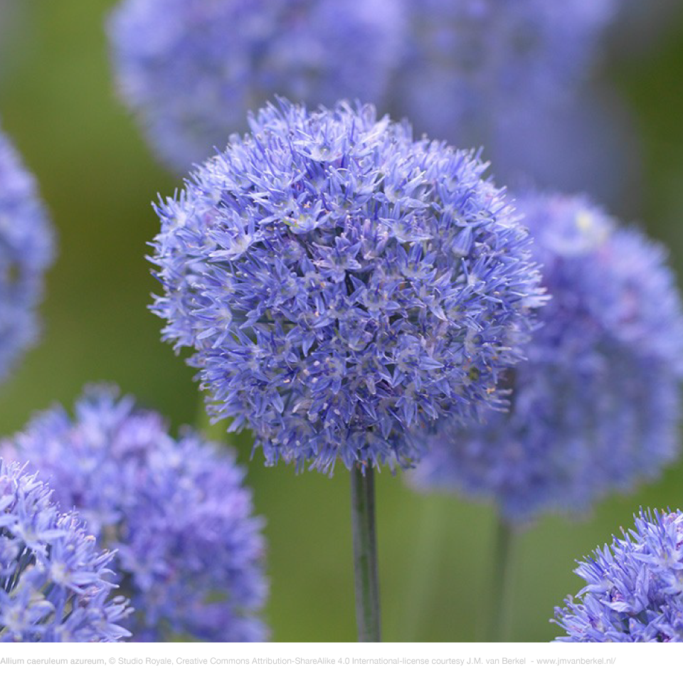 Allium Azureum Caeruleum Flowering Onion Bulbs Artemis Flower Farm