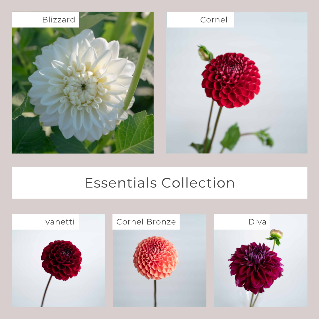 Dahlias Essential Collection 2.png