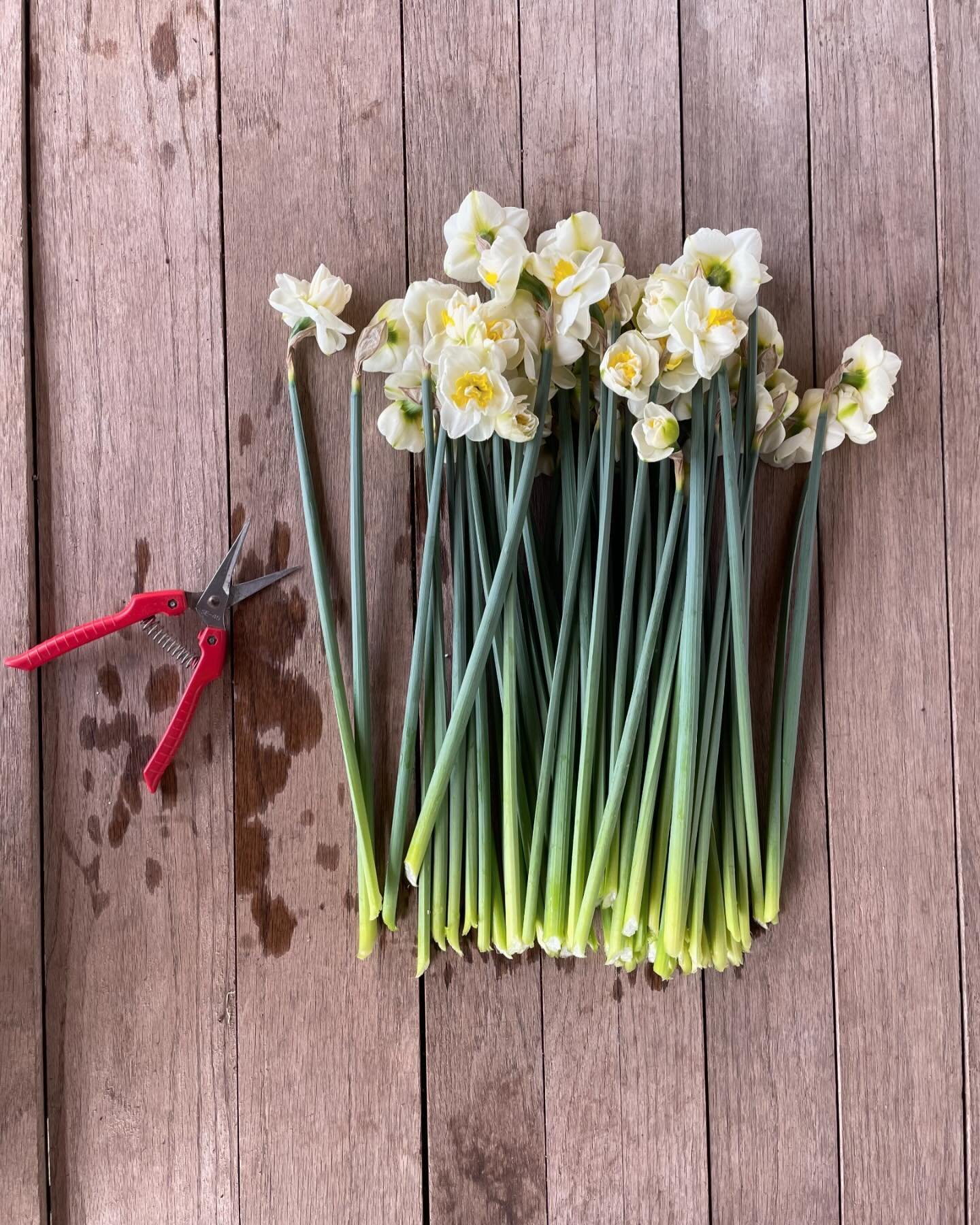 The daffodils this year are so good. Tall and very productive and just delightful. Some folks pull them when harvesting, but we use snow to get further down into the plant for the longest stems. Do you pull or cut or leave them alone??