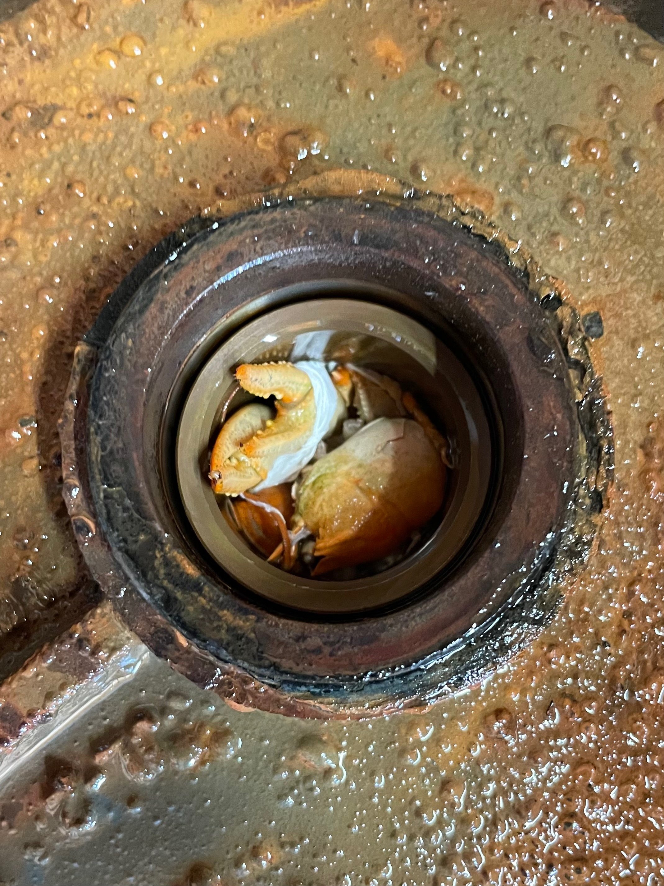 Crayfish stuck in our irrigation pump